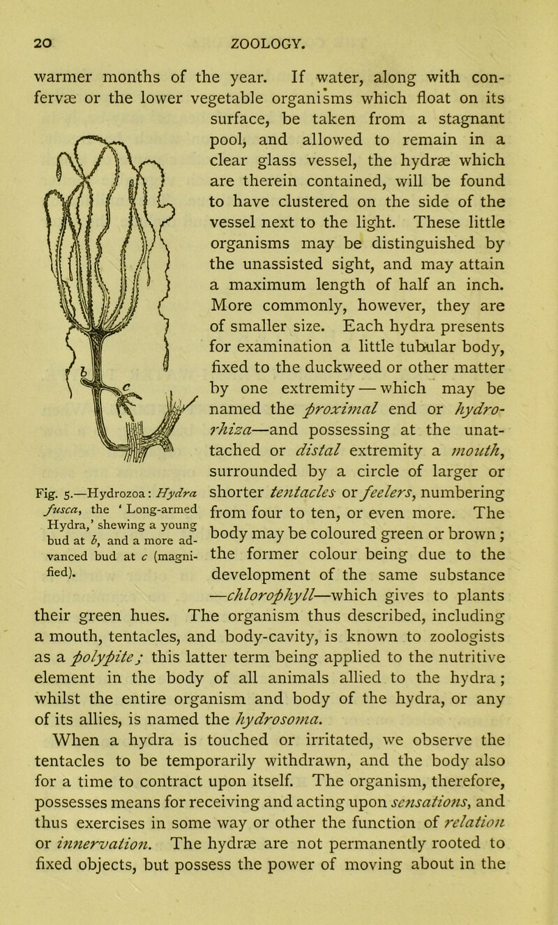 warmer months of the year. If water, along with con- fervse or the lower vegetable organisms which float on its surface, be taken from a stagnant pool, and allowed to remain in a clear glass vessel, the hydrae which are therein contained, will be found to have clustered on the side of the vessel next to the light. These little organisms may be distinguished by the unassisted sight, and may attain a maximum length of half an inch. More commonly, however, they are of smaller size. Each hydra presents for examination a little tubular body, fixed to the duckweed or other matter by one extremity — which may be named the proximal end or hydro- rhiza—and possessing at the unat- tached or distal extremity a mouth, surrounded by a circle of larger or shorter tentacles or feelers, numbering from four to ten, or even more. The body may be coloured green or brown ; the former colour being due to the development of the same substance —chlorophyll—which gives to plants their green hues. The organism thus described, including a mouth, tentacles, and body-cavity, is known to zoologists as a polypitej this latter term being applied to the nutritive element in the body of all animals allied to the hydra; whilst the entire organism and body of the hydra, or any of its allies, is named the hydrosoma. When a hydra is touched or irritated, we observe the tentacles to be temporarily withdrawn, and the body also for a time to contract upon itself. The organism, therefore, possesses means for receiving and acting upon sensations, and thus exercises in some way or other the function of relation or hmervation. The hydras are not permanently rooted to fixed objects, but possess the power of moving about in the Fig. 5.—Hydrozoa: Hydra fusca, the ‘ Long-armed Hydra,’ shewing a young bud at b, and a more ad- vanced bud at c (magni- fied).