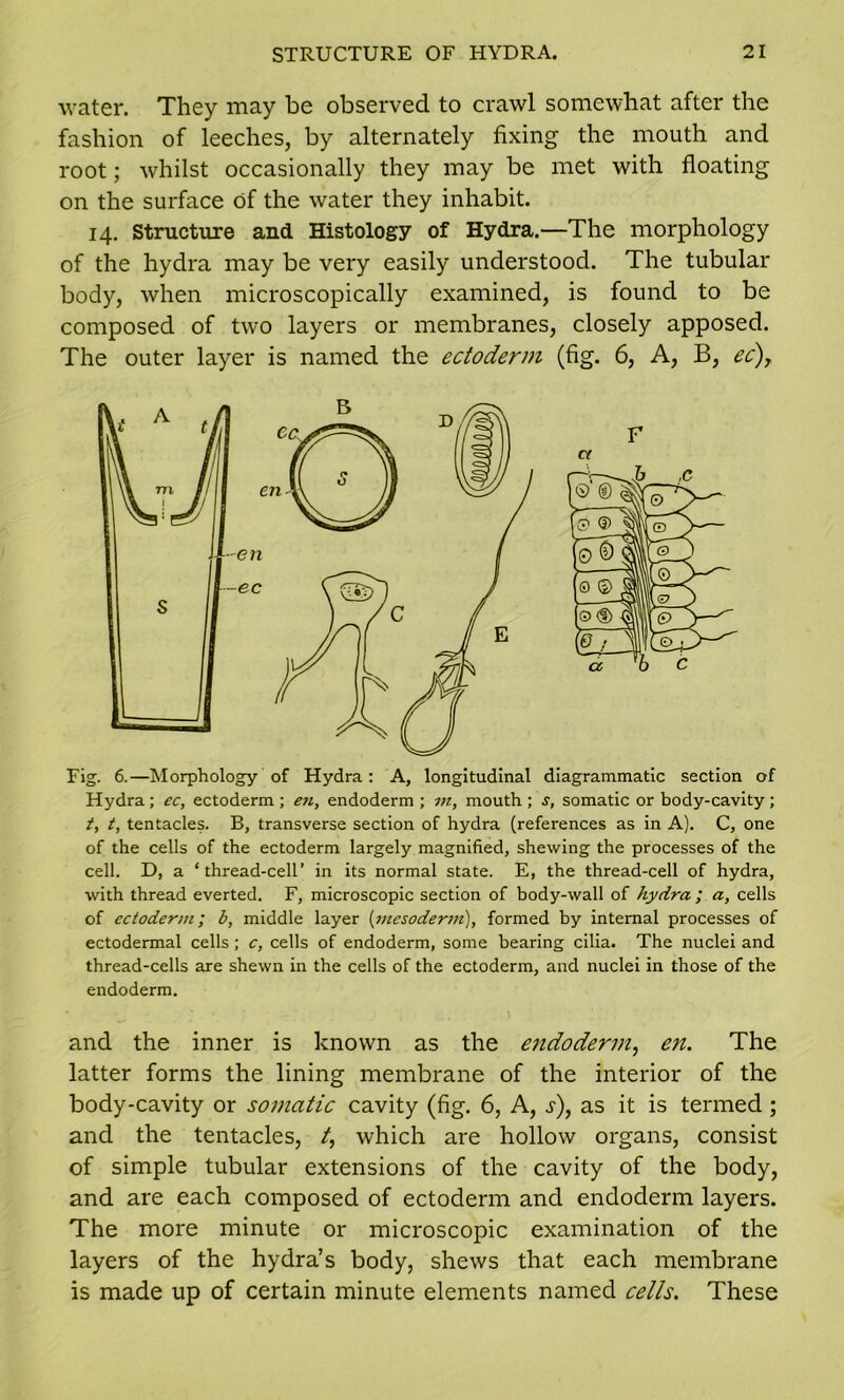water. They may be observed to crawl somewhat after the fashion of leeches, by alternately fixing the mouth and root; whilst occasionally they may be met with floating on the surface of the water they inhabit. 14. Structure and Histology of Hydra.—The morphology of the hydra may be very easily understood. The tubular body, when microscopically examined, is found to be composed of two layers or membranes, closely apposed. The outer layer is named the ectoderm (fig. 6, A, B, ec). Fig. 6.—Morphology of Hydra: A, longitudinal diagrammatic section of Hydra; ec, ectoderm ; en, endoderm ; m, mouth ; s, somatic or body-cavity ; t, t, tentacles. B, transverse section of hydra (references as in A). C, one of the cells of the ectoderm largely magnified, shewing the processes of the cell. D, a ‘thread-cell’ in its normal state. E, the thread-cell of hydra, with thread everted. F, microscopic section of body-wall of hydra ; a, cells of ectoderm; b, middle layer (mesoderm), formed by internal processes of ectodermal cells; c, cells of endoderm, some bearing cilia. The nuclei and thread-cells are shewn in the cells of the ectoderm, and nuclei in those of the endoderm. and the inner is known as the endoderm, en. The latter forms the lining membrane of the interior of the body-cavity or somatic cavity (fig. 6, A, s), as it is termed; and the tentacles, t, which are hollow organs, consist of simple tubular extensions of the cavity of the body, and are each composed of ectoderm and endoderm layers. The more minute or microscopic examination of the layers of the hydra’s body, shews that each membrane is made up of certain minute elements named celts. These