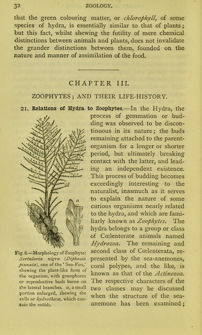 that the green colouring matter, or chlorophyll, of some species of hydra, is essentially similar to that of plants; but this fact, whilst shewing the futility of mere chemical distinctions between animals and plants, does not invalidate the grander distinctions between them, founded on the nature and manner of assimilation of the food. CHAPTER III. ZOOPHYTES ; AND THEIR LIFE-HISTORY. 21. Relations of Hydra Fig. 8.—Morphology of Zoophyte: Serhilaria nigra. {Difihasia J>innata), one of the ‘ Sea-Firs,’ shewing the plant-like form of the organism, with gonophores or reproductive buds borne on the lateral branches, a, a small portion enlarged, shewing the cells or hydrotheca;, which con- tain the zooids. to Zoophytes.—In the Hydra, the process of gemmation or bud- ding was observed to be discon- tinuous in its nature; the buds remaining attached to the parent- organism for a longer or shorter period, but ultimately breaking contact with the latter, and lead- ing an independent existence. This process of budding becomes exceedingly interesting to the naturalist, inasmuch as it serves to explain the nature of some curious organisms nearly related to the hydra, and which are fami- liarly known as Zoophytes. The hydra belongs to a group or class of Ccelenterate animals named Hydrozoa. The remaining and second class of Ccelenterata, re- presented by the sea-anemones, coral polypes, and the like, is known as that of the Actinozoa. The respective characters of the two classes may be discussed when the structure of the sea- anemone has been examined;