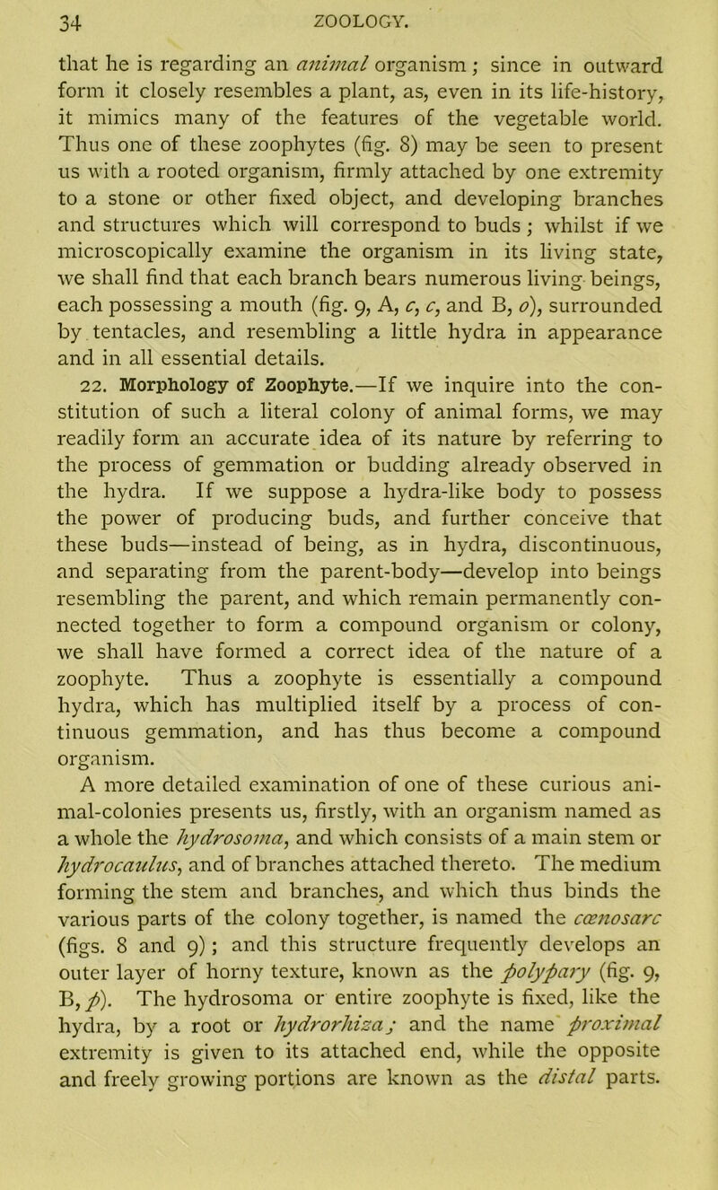 that he is regarding an animal organism ; since in outward form it closely resembles a plant, as, even in its life-history, it mimics many of the features of the vegetable world. Thus one of these zoophytes (fig. 8) may be seen to present us with a rooted organism, firmly attached by one extremity to a stone or other fixed object, and developing branches and structures which will correspond to buds ; whilst if we microscopically examine the organism in its living state, we shall find that each branch bears numerous living beings, each possessing a mouth (fig. 9, A, a, c, and B, o), surrounded by tentacles, and resembling a little hydra in appearance and in all essential details. 22. Morphology of Zoophyte.—If we inquire into the con- stitution of such a literal colony of animal forms, we may readily form an accurate idea of its nature by referring to the process of gemmation or budding already observed in the hydra. If we suppose a hydra-like body to possess the power of producing buds, and further conceive that these buds—instead of being, as in hydra, discontinuous, and separating from the parent-body—develop into beings resembling the parent, and which remain permanently con- nected together to form a compound organism or colony, we shall have formed a correct idea of the nature of a zoophyte. Thus a zoophyte is essentially a compound hydra, which has multiplied itself by a process of con- tinuous gemmation, and has thus become a compound organism. A more detailed examination of one of these curious ani- mal-colonies presents us, firstly, with an organism named as a whole the hydroso?na, and which consists of a main stem or hydrocaulns, and of branches attached thereto. The medium forming the stem and branches, and which thus binds the various parts of the colony together, is named the caniosarc (figs. 8 and 9); and this structure frequently develops an outer layer of horny texture, known as the polypary (fig. 9, B, p). The hydrosoma or entire zoophyte is fixed, like the hydra, by a root or hydrorhisaj and the name proximal extremity is given to its attached end, while the opposite and freely growing portions are known as the distal parts.