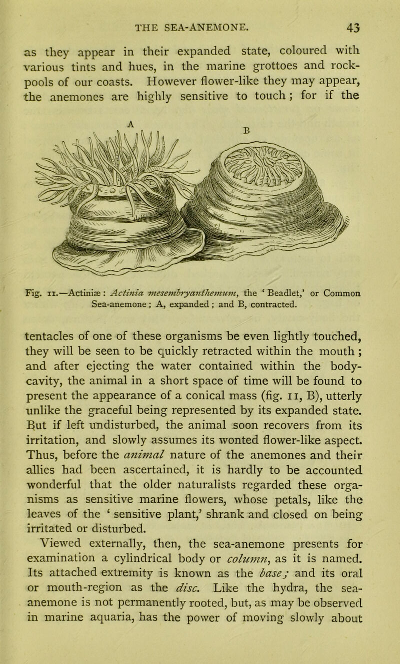 as they appear in their expanded state, coloured with various tints and hues, in the marine grottoes and rock- pools of our coasts. However flower-like they may appear, the anemones are highly sensitive to touch; for if the Fig. ix.—Actiniae: Actinia mesembryanthemum, the ‘ Beadlet,’ or Common Sea-anemone ; A, expanded ; and B, contracted. tentacles of one of these organisms be even lightly touched, they will be seen to be quickly retracted within the mouth ; and after ejecting the water contained within the body- cavity, the animal in a short space of time will be found to present the appearance of a conical mass (fig. n, B), utterly unlike the graceful being represented by its expanded state. But if left undisturbed, the animal soon recovers from its irritation, and slowly assumes its wonted flower-like aspect. Thus, before the animal nature of the anemones and their allies had been ascertained, it is hardly to be accounted wonderful that the older naturalists regarded these orga- nisms as sensitive marine flowers, whose petals, like the leaves of the 1 sensitive plant,’ shrank and closed on being irritated or disturbed. Viewed externally, then, the sea-anemone presents for examination a cylindrical body or column, as it is named. Its attached extremity is known as the base; and its oral or mouth-region as the disc. Like the hydra, the sea- anemone is not permanently rooted, but, as may be observed in marine aquaria, has the power of moving slowly about