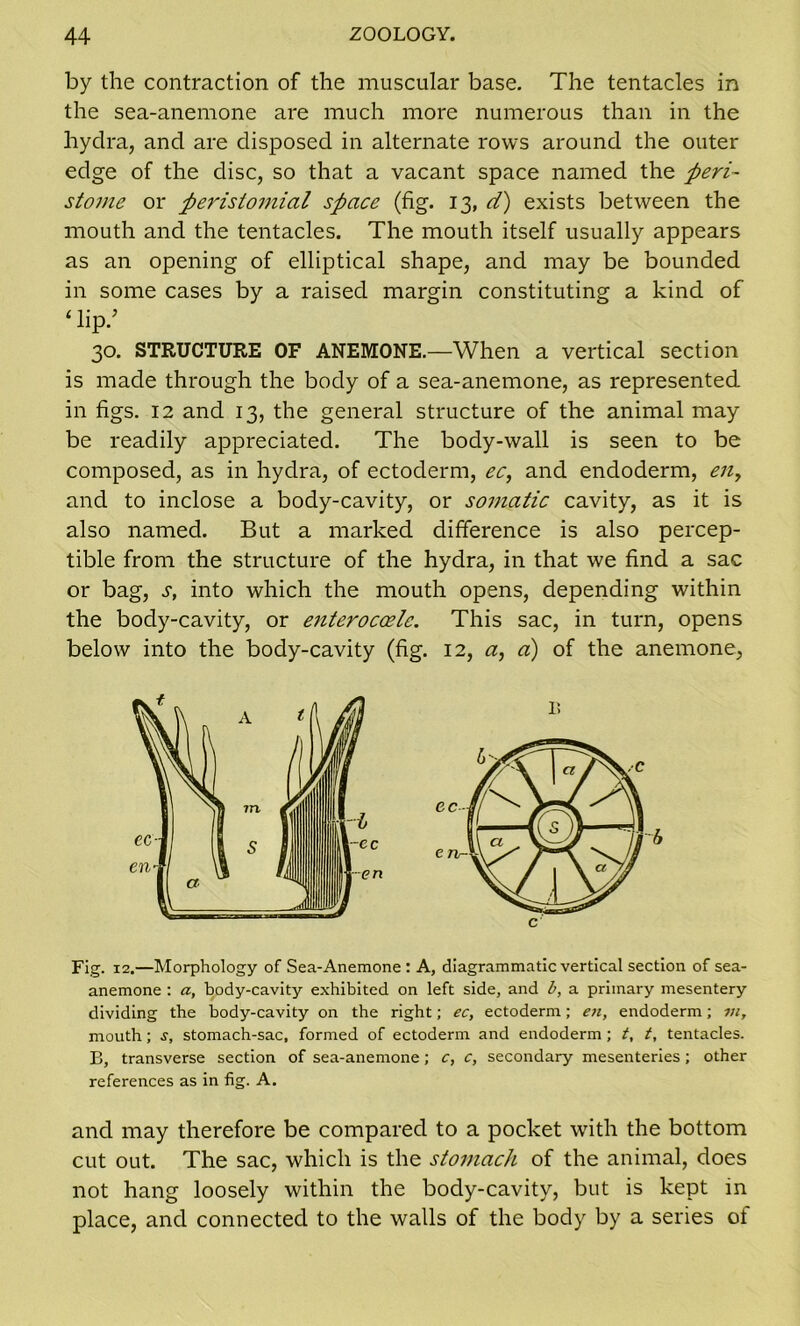 by the contraction of the muscular base. The tentacles in the sea-anemone are much more numerous than in the hydra, and are disposed in alternate rows around the outer edge of the disc, so that a vacant space named the peri- stome or peristomial space (fig. 13, d) exists between the mouth and the tentacles. The mouth itself usually appears as an opening of elliptical shape, and may be bounded in some cases by a raised margin constituting a kind of 4 lip.5 30. STRUCTURE OF ANEMONE.—When a vertical section is made through the body of a sea-anemone, as represented in figs. 12 and 13, the general structure of the animal may be readily appreciated. The body-wall is seen to be composed, as in hydra, of ectoderm, ec, and endoderm, eny and to inclose a body-cavity, or somatic cavity, as it is also named. But a marked difference is also percep- tible from the structure of the hydra, in that we find a sac or bag, s, into which the mouth opens, depending within the body-cavity, or enterocoelc. This sac, in turn, opens below into the body-cavity (fig. 12, ay a) of the anemone, Fig. 12.—Morphology of Sea-Anemone : A, diagrammatic vertical section of sea- anemone : a, body-cavity exhibited on left side, and b, a primary mesentery dividing the body-cavity on the right; ec, ectoderm; eu, endoderm; in, mouth; stomach-sac, formed of ectoderm and endoderm ; t, t, tentacles. B, transverse section of sea-anemone; c, c, secondary mesenteries; other references as in fig. A. and may therefore be compared to a pocket with the bottom cut out. The sac, which is the stomach of the animal, does not hang loosely within the body-cavity, but is kept in place, and connected to the walls of the body by a series of