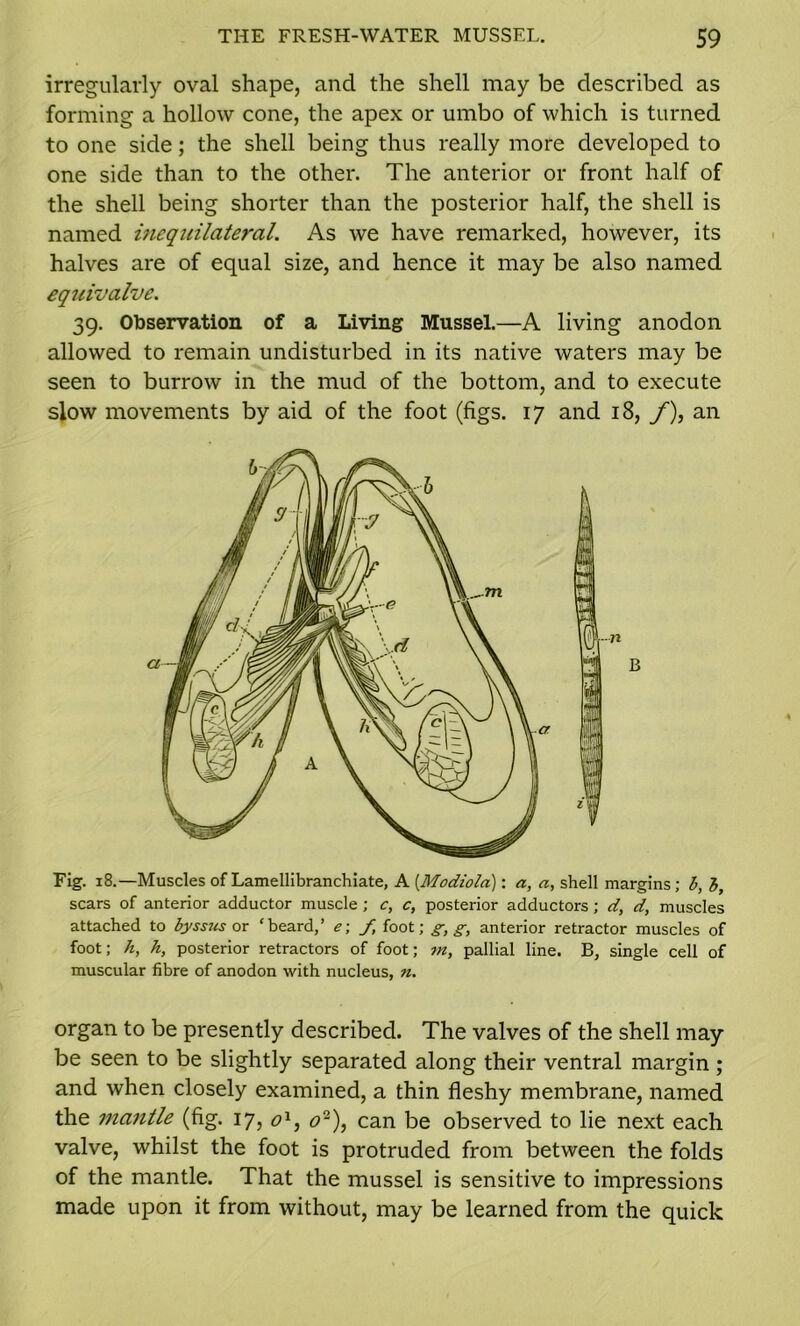 irregularly oval shape, and the shell may be described as forming a hollow cone, the apex or umbo of which is turned to one side; the shell being thus really more developed to one side than to the other. The anterior or front half of the shell being shorter than the posterior half, the shell is named inequilateral. As we have remarked, however, its halves are of equal size, and hence it may be also named equivalve. 39. Observation of a Living Mussel.—A living anodon allowed to remain undisturbed in its native waters may be seen to burrow in the mud of the bottom, and to execute slow movements by aid of the foot (figs. 17 and 18, f\ an Fig. 18.—Muscles of Lamellibranchiate, A (.Modiola): a, a, shell margins; b, b, scars of anterior adductor muscle; c, c, posterior adductors; d, d, muscles attached to byssus or ‘beard,’ e\ f, foot; g, g, anterior retractor muscles of foot; h, h, posterior retractors of foot; m, pallial line. B, single cell of muscular fibre of anodon with nucleus, «. organ to be presently described. The valves of the shell may be seen to be slightly separated along their ventral margin ; and when closely examined, a thin fleshy membrane, named the mantle (fig. 17, o1, o~), can be observed to lie next each valve, whilst the foot is protruded from between the folds of the mantle. That the mussel is sensitive to impressions made upon it from without, may be learned from the quick