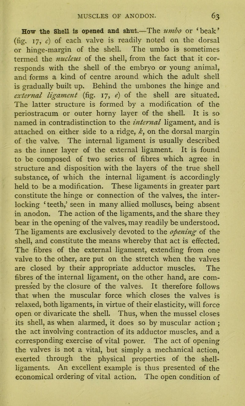 How the Shell is opened and shut.—The umbo or ‘beak’ (fig. 17, c) of each valve is readily noted on the dorsal or hinge-margin of the shell. The umbo is sometimes termed the nucleus of the shell, from the fact that it cor- responds with the shell of the embryo or young animal, and forms a kind of centre around which the adult shell is gradually built up. Behind the umbones the hinge and external ligament (fig. 17, e) of the shell are situated. The latter structure is formed by a modification of the periostracum or outer horny layer of the shell. It is so named in contradistinction to the internal ligament, and is attached on either side to a ridge, k, on the dorsal margin of the valve. The internal ligament is usually described as the inner layer of the external ligament. It is found to be composed of two series of fibres which agree in structure and disposition with the layers of the true shell substance, of which the internal ligament is accordingly held to be a modification. These ligaments in greater part constitute the hinge or connection of the valves, the inter- locking ‘ teeth/ seen in many allied molluscs, being absent in anodon. The action of the ligaments, and the share they bear in the opening of the valves, may readily be understood. The ligaments are exclusively devoted to the opening of the shell, and constitute the means whereby that act is effected. The fibres of the external ligament, extending from one valve to the other, are put on the stretch when the valves are closed by their appropriate adductor muscles. The fibres of the internal ligament, on the other hand, are com- pressed by the closure of the valves. It therefore follows that when the muscular force which closes the valves is relaxed, both ligaments, in virtue of their elasticity, will force open or divaricate the shell. Thus, when the mussel closes its shell, as when alarmed, it does so by muscular action ; the act involving contraction of its adductor muscles, and a corresponding exercise of vital power. The act of opening the valves is not a vital, but simply a mechanical action, exerted through the physical properties of the shell- ligaments. An excellent example is thus presented of the economical ordering of vital action. The open condition of