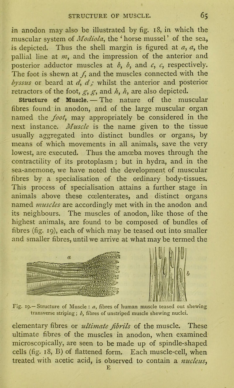 in anodon may also be illustrated by fig. 18, in which the muscular system of Modiola, the ‘horse mussel’ of the sea, is depicted. Thus the shell margin is figured at a, a, the pallial line at m, and the impression of the anterior and posterior adductor muscles at b, b, and c, c, respectively. The foot is shewn at f and the muscles connected with the byssus or beard at d, dj whilst the anterior and posterior retractors of the foot, g, g, and h, h, are also depicted. Structure of Muscle. — The nature of the muscular fibres found in anodon, and of the large muscular organ named the foot, may appropriately be considered in the next instance. Muscle is the name given to the tissue usually aggregated into distinct bundles or organs, by means of which movements in all animals, save the very lowest, are executed. Thus the amoeba moves through the contractility of its protoplasm ; but in hydra, and in the sea-anemone, we have noted the development of muscular fibres by a specialisation of the ordinary body-tissues. This process of specialisation attains a further stage in animals above these coelenterates, and distinct organs named muscles are accordingly met with in the anodon and its neighbours. The muscles of anodon, like those of the highest animals, are found to be composed of bundles of fibres (fig. 19), each of which may be teased out into smaller and smaller fibres, until we arrive at what may be termed the Fig. 19.— Structure of Muscle : a, fibres of human muscle teased out shewing transverse striping; b, fibres of unstriped muscle shewing nuclei. elementary fibres or ^cltimate fibrils of the muscle. These ultimate fibres of the muscles in anodon, when examined microscopically, are seen to be made up of spindle-shaped cells (fig. 18, B) of flattened form. Each muscle-cell, when treated with acetic acid, is observed to contain a nucleus, E