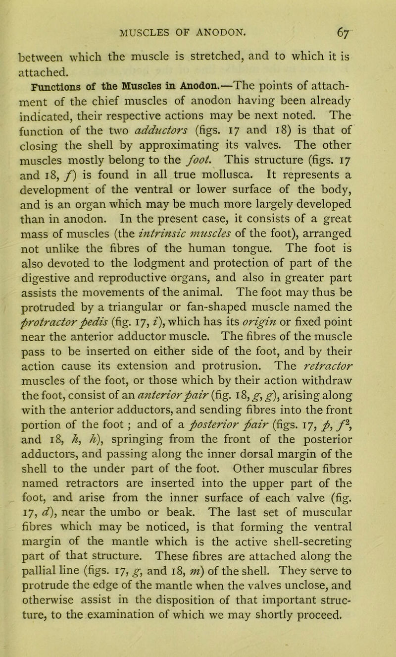 between which the muscle is stretched, and to which it is attached. Functions of the Muscles in Anodon.—The points of attach- ment of the chief muscles of anodon having been already indicated, their respective actions may be next noted. The function of the two adductors (figs. 17 and 18) is that of closing the shell by approximating its valves. The other muscles mostly belong to the foot. This structure (figs. 17 and 18, /) is found in all true mollusca. It represents a development of the ventral or lower surface of the body, and is an organ which may be much more largely developed than in anodon. In the present case, it consists of a great mass of muscles (the intrinsic muscles of the foot), arranged not unlike the fibres of the human tongue. The foot is also devoted to the lodgment and protection of part of the digestive and reproductive organs, and also in greater part assists the movements of the animal. The foot may thus be protruded by a triangular or fan-shaped muscle named the protractor pedis (fig. 17, z), which has its origin or fixed point near the anterior adductor muscle. The fibres of the muscle pass to be inserted on either side of the foot, and by their action cause its extension and protrusion. The retractor muscles of the foot, or those which by their action withdraw the foot, consist of an anterior pair (fig. 18, g, g)} arising along with the anterior adductors, and sending fibres into the front portion of the foot ; and of a posterior pair (figs. 17, p, f2, and 18, h, /z), springing from the front of the posterior adductors, and passing along the inner dorsal margin of the shell to the under part of the foot. Other muscular fibres named retractors are inserted into the upper part of the foot, and arise from the inner surface of each valve (fig. 17, d), near the umbo or beak. The last set of muscular fibres which may be noticed, is that forming the ventral margin of the mantle which is the active shell-secreting part of that structure. These fibres are attached along the pallial line (figs. 17, g, and 18, m) of the shell. They serve to protrude the edge of the mantle when the valves unclose, and otherwise assist in the disposition of that important struc- ture, to the examination of which we may shortly proceed.