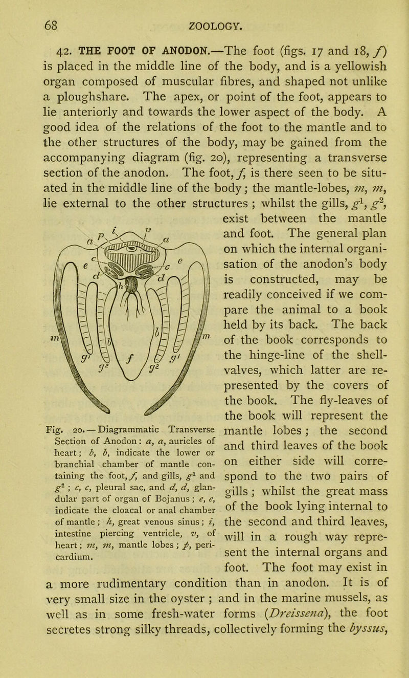 42. THE FOOT OF ANODON.—The foot (figs. 17 and 18, f) is placed in the middle line of the body, and is a yellowish organ composed of muscular fibres, and shaped not unlike a ploughshare. The apex, or point of the foot, appears to lie anteriorly and towards the lower aspect of the body. A good idea of the relations of the foot to the mantle and to the other structures of the body, may be gained from the accompanying diagram (fig. 20), representing a transverse section of the anodon. The foot,f is there seen to be situ- ated in the middle line of the body; the mantle-lobes, 77?, 777, lie external to the other structures ; whilst the gills, gl, g2, exist between the mantle and foot. The general plan on which the internal organi- sation of the anodon’s body is constructed, may be readily conceived if we com- pare the animal to a book held by its back. The back of the book corresponds to the hinge-line of the shell- valves, which latter are re- presented by the covers of the book. The fly-leaves of the book will represent the Fig. 20. —Diagrammatic Transverse mantle lobes ; the second Section of Anodon: «, a auricles of and third leaves of the book heart; o, by indicate the lower or branchial chamber of mantle con- Oil CltllCr Side Will C0IT6- taining the foot,/ and gills, g1 and spond tO the tWO pail'S of g- ; c, c, pleural sac, and d, d, glan- whilst the great mass indicate the cloacal or anal chamber of the book lying internal to of mantle ; h, great venous sinus; i, the SCCOnd and third leaves, intestine piercing ventricle, v, of wjd jn a rough way l'epre- heart ; m, m, mantle lobes; /, peri- cardium. sent t^ie mternal organs and foot. The foot may exist in a more rudimentary condition than in anodon. It is of very small size in the oyster ; and in the marine mussels, as well as in some fresh-water forms (Dreissena), the foot secretes strong silky threads, collectively forming the byssus,