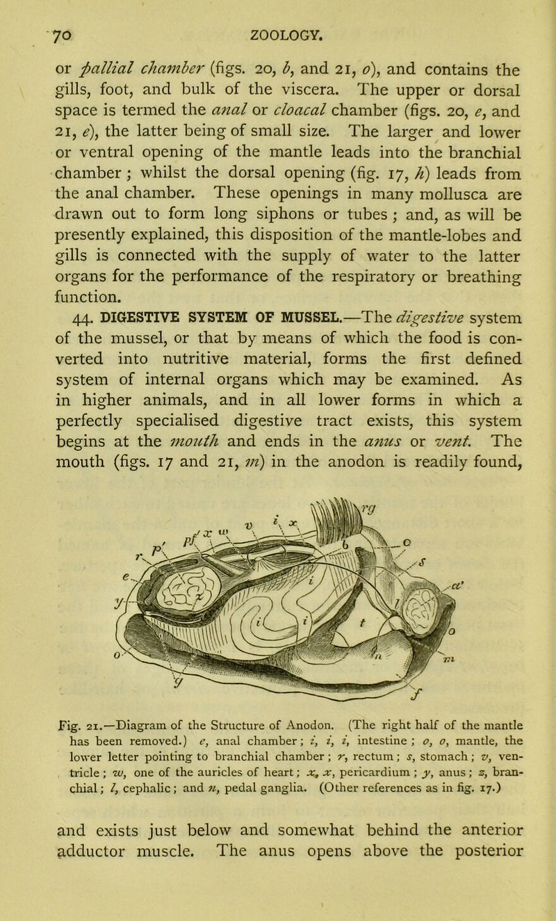 or ficillial chamber (figs. 20, b, and 21, 0), and contains the gills, foot, and bulk of the viscera. The upper or dorsal space is termed the anal or cloacal chamber (figs. 20, e, and 21, e), the latter being of small size. The larger and lower or ventral opening of the mantle leads into the branchial chamber ; whilst the dorsal opening (fig. 17, h) leads from the anal chamber. These openings in many mollusca are drawn out to form long siphons or tubes ; and, as will be presently explained, this disposition of the mantle-lobes and gills is connected with the supply of water to the latter organs for the performance of the respiratory or breathing function. 44. DIGESTIVE SYSTEM OF MUSSEL.—The digestive system of the mussel, or that by means of which the food is con- verted into nutritive material, forms the first defined system of internal organs which may be examined. As in higher animals, and in all lower forms in which a perfectly specialised digestive tract exists, this system begins at the mouth and ends in the anus or vent. The mouth (figs. 17 and 21, m) in the anodon is readily found, Fig. 21.—Diagram of the Structure of Anodon. (The right half of the mantle has been removed.) e, anal chamber; i, i, i, intestine; o, o, mantle, the lower letter pointing to branchial chamber; r, rectum; s, stomach; v, ven- tricle ; w, one of the auricles of heart; x, x, pericardium ; y, anus; z, bran- chial; l, cephalic; and n, pedal ganglia. (Other references as in fig. 17.) and exists just below and somewhat behind the anterior adductor muscle. The anus opens above the posterior