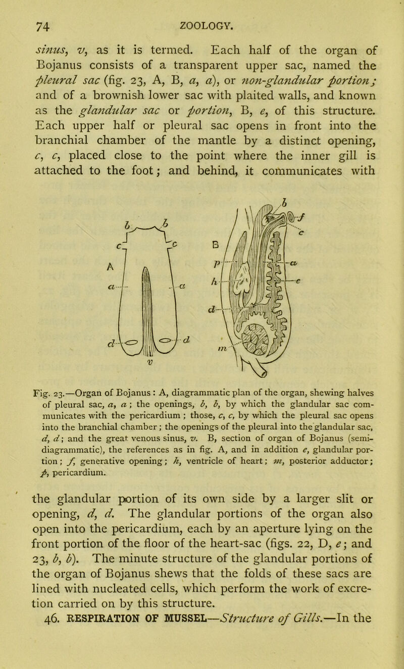 sinus, v, as it is termed. Each half of the organ of Bojanus consists of a transparent upper sac, named the pleural sac (fig. 23, A, B, a, a), or non-glandular portion j and of a brownish lower sac with plaited walls, and known as the gla7idular sac or portion, B, e, of this structure. Each upper half or pleural sac opens in front into the branchial chamber of the mantle by a distinct opening, c, c, placed close to the point where the inner gill is attached to the foot; and behind, it communicates with Fig. 23.—Organ of Bojanus : A, diagrammatic plan of the organ, shewing halves of pleural sac, a, a ; the openings, b, b, by which the glandular sac com- municates with the pericardium; those, c, c, by which the pleural sac opens into the branchial chamber; the openings of the pleural into the glandular sac, d, d; and the great venous sinus, v. B, section of organ of Bojanus (semi- diagrammatic), the references as in fig. A, and in addition e, glandular por- tion ; f, generative opening; h, ventricle of heart; m, posterior adductor; p, pericardium. the glandular portion of its own side by a larger slit or opening, d, d. The glandular portions of the organ also open into the pericardium, each by an aperture lying on the front portion of the floor of the heart-sac (figs. 22, D, e; and 23, b, b). The minute structure of the glandular portions of the organ of Bojanus shews that the folds of these sacs are lined with nucleated cells, which perform the work of excre- tion carried on by this structure. 46. RESPIRATION OF MUSSEL—Structure of Gills— In the