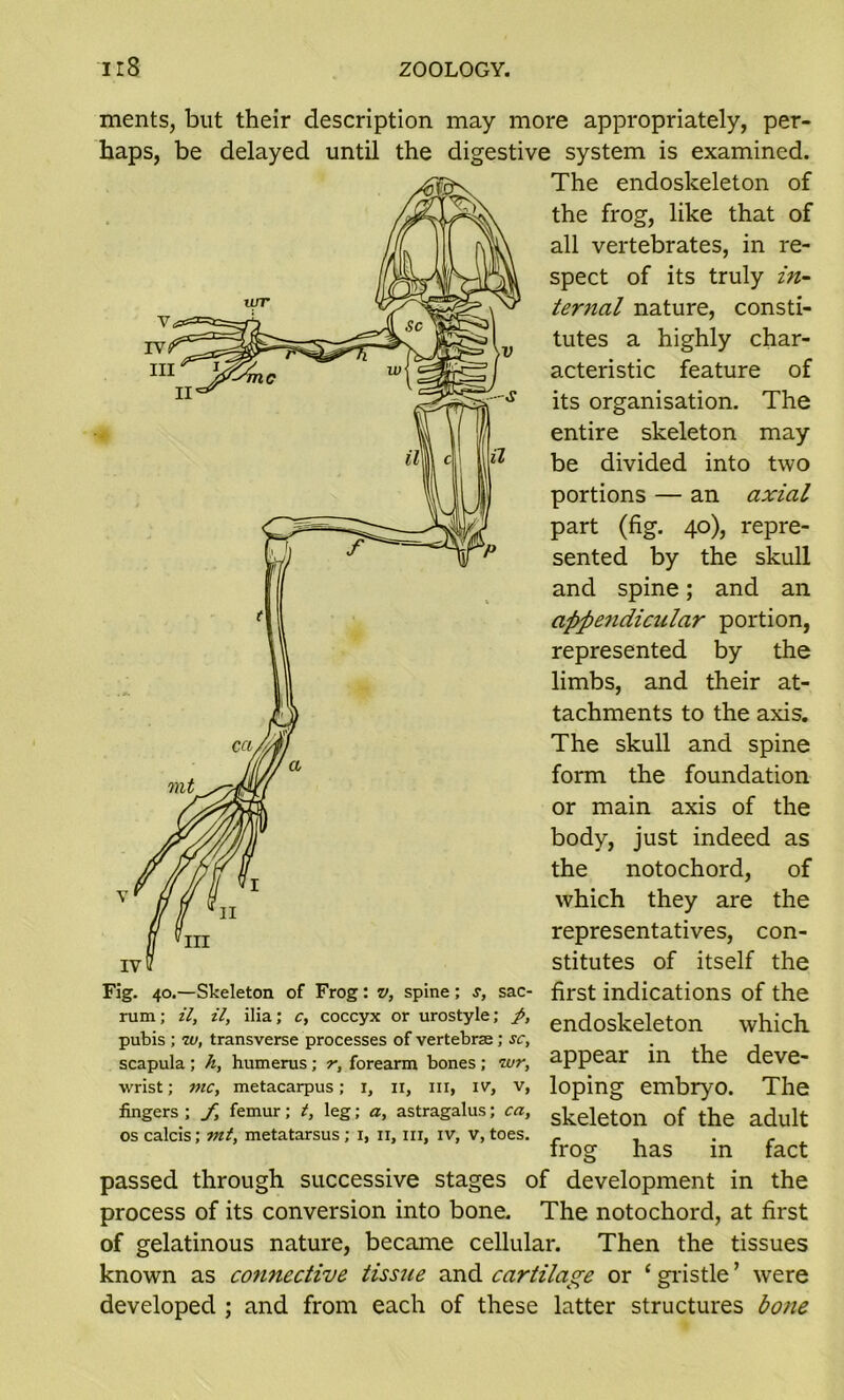 ments, but their description may more appropriately, per- haps, be delayed until the digestive system is examined. The endoskeleton of the frog, like that of all vertebrates, in re- spect of its truly in- ternal nature, consti- tutes a highly char- acteristic feature of its organisation. The entire skeleton may be divided into two portions — an axial part (fig. 40), repre- sented by the skull and spine; and an appendicular portion, represented by the limbs, and their at- tachments to the axis. The skull and spine form the foundation or main axis of the body, just indeed as the notochord, of which they are the representatives, con- stitutes of itself the Fig. 40.—Skeleton of Frog: v, spine: s, sac- first indications of the rum; il, il, ilia; c, coccyx or urostyle; p, encJoskeleton which, pubis ; w, transverse processes of vertebrae ; sc, . scapula ; h, humerus ; r, forearm bones ; wr, appear 111 tne aeve- wrist; me, metacarpus; i, 11, in, iv, v, loping embryo. The fingers; f, femur; t, leg; a, astragalus; ea, skelet011 of the adult os calcis; vit, metatarsus; 1, n, hi, iv, v, toes. r , - frog has in fact passed through successive stages of development in the process of its conversion into bone. The notochord, at first of gelatinous nature, became cellular. Then the tissues known as connective tissue and cartilage or ‘ gristle ’ were developed ; and from each of these latter structures bone