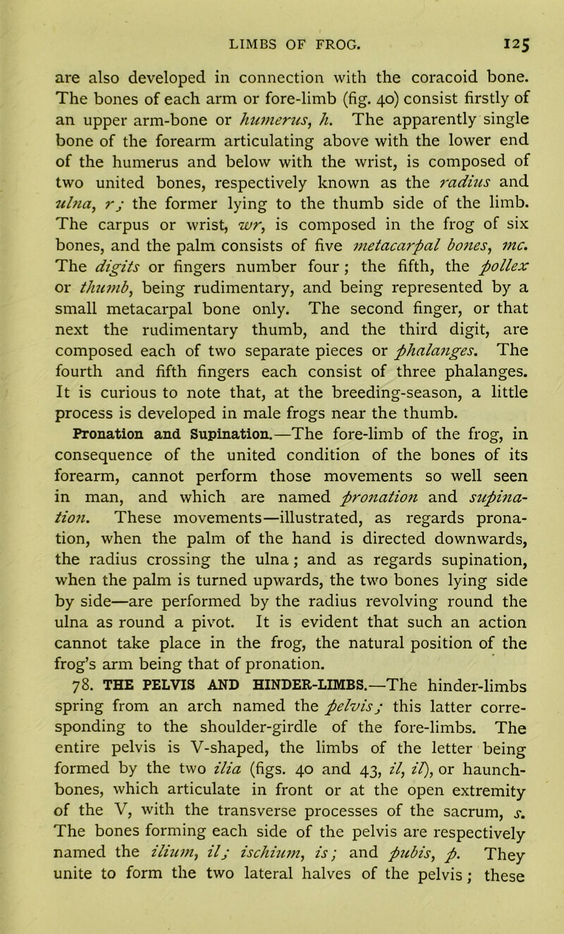 are also developed in connection with the coracoid bone. The bones of each arm or fore-limb (fig. 40) consist firstly of an upper arm-bone or humerus, h. The apparently single bone of the forearm articulating above with the lower end of the humerus and below with the wrist, is composed of two united bones, respectively known as the radius and ulna, rj the former lying to the thumb side of the limb. The carpus or wrist, wr, is composed in the frog of six bones, and the palm consists of five metacarpal bones, me. The digits or fingers number four ; the fifth, the pollex or thumb, being rudimentary, and being represented by a small metacarpal bone only. The second finger, or that next the rudimentary thumb, and the third digit, are composed each of two separate pieces or phalanges. The fourth and fifth fingers each consist of three phalanges. It is curious to note that, at the breeding-season, a little process is developed in male frogs near the thumb. Pronation and Supination.—The fore-limb of the frog, in consequence of the united condition of the bones of its forearm, cannot perform those movements so well seen in man, and which are named pronation and supina- tion. These movements—illustrated, as regards prona- tion, when the palm of the hand is directed downwards, the radius crossing the ulna; and as regards supination, when the palm is turned upwards, the two bones lying side by side—are performed by the radius revolving round the ulna as round a pivot. It is evident that such an action cannot take place in the frog, the natural position of the frog’s arm being that of pronation. 78. THE PELVIS AND HINDER-LIMBS.—The hinder-limbs spring from an arch named the pelvis j this latter corre- sponding to the shoulder-girdle of the fore-limbs. The entire pelvis is V-shaped, the limbs of the letter being formed by the two ilia (figs. 40 and 43, il, it), or haunch- bones, which articulate in front or at the open extremity of the V, with the transverse processes of the sacrum, s. The bones forming each side of the pelvis are respectively named the ilium, ilj ischium, is; and pubis, p. They unite to form the two lateral halves of the pelvis; these