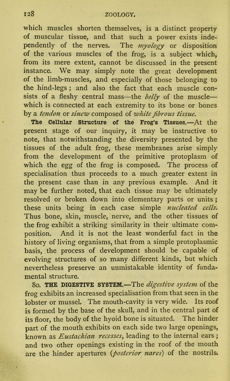 which muscles shorten themselves, is a distinct property of muscular tissue, and that such a power exists inde- pendently of the nerves. The myology or disposition of the various muscles of the frog, is a subject which, from its mere extent, cannot be discussed in the present instance. We may simply note the great development of the limb-muscles, and especially of those belonging to the hind-legs ; and also the fact that each muscle con- sists of a fleshy central mass—the belly of the muscle— which is connected at each extremity to its bone or bones by a te7idon or smew composed of white fibrous tissue. The Cellular Structure of the Frog’s Tissues.—At the present stage of our inquiry, it may be instructive to note, that notwithstanding the diversity presented by the tissues of the adult frog, these membranes arise simply from the development of the primitive protoplasm of which the egg of the frog is composed. The process of specialisation thus proceeds to a much greater extent in the present case than in any previous example. And it may be further noted, that each tissue may be ultimately resolved or broken down into elementary parts or units ; these units being in each case simple nucleated cells. Thus bone, skin, muscle, nerve, and the other tissues of the frog exhibit a striking similarity in their ultimate com- position. And it is not the least wonderful fact in the history of living organisms, that from a simple protoplasmic basis, the process of development should be capable of evolving structures of so many different kinds, but which nevertheless preserve an unmistakable identity of funda- mental structure. 80. THE DIGESTIVE SYSTEM.—The digestive system of the frog exhibits an increased specialisation from that seen in the lobster or mussel. The mouth-cavity is very wide. Its roof is formed by the base of the skull, and in the central part of its floor, the body of the hyoid bone is situated. The hinder part of the mouth exhibits on each side two large openings, known as Eustachian recesses, leading to the internal ears ; and two other openings existing in the roof of the mouth are the hinder apertures {posterior nares) of the nostrils.