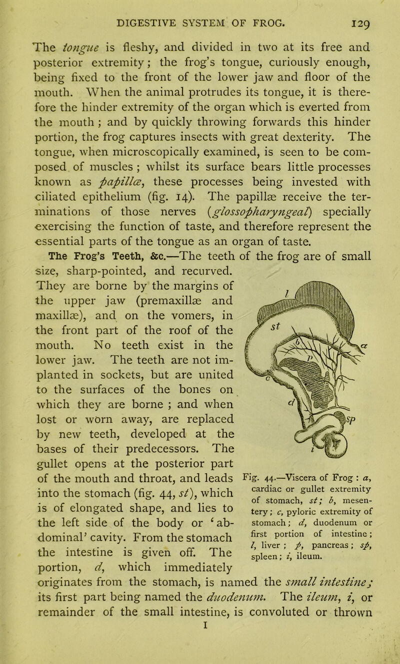 The tongue is fleshy, and divided in two at its free and posterior extremity; the frog’s tongue, curiously enough, being fixed to the front of the lower jaw and floor of the mouth. When the animal protrudes its tongue, it is there- fore the hinder extremity of the organ which is everted from the mouth ; and by quickly throwing forwards this hinder portion, the frog captures insects with great dexterity. The tongue, when microscopically examined, is seen to be com- posed of muscles ; whilst its surface bears little processes known as papillce, these processes being invested with ciliated epithelium (fig. 14). The papillae receive the ter- minations of those nerves (glossopharyngeal) specially exercising the function of taste, and therefore represent the essential parts of the tongue as an organ of taste. The Frog’s Teeth, &c.—The teeth of the frog are of small size, sharp-pointed, and recurved. They are borne by the margins of the upper jaw (premaxillae and maxillae), and on the vomers, in the front part of the roof of the mouth. No teeth exist in the lower jaw. The teeth are not im- planted in sockets, but are united to the surfaces of the bones on which they are borne ; and when lost or worn away, are replaced by new teeth, developed at the bases of their predecessors. The gullet opens at the posterior part of the mouth and throat, and leads into the stomach (fig. 44, st), which is of elongated shape, and lies to the left side of the body or ‘ ab- dominal’ cavity. From the stomach the intestine is given off. The portion, d, which immediately originates from the stomach, is named the small intestine; its first part being named the duodenum. The ileum, i, or remainder of the small intestine, is convoluted or thrown I Fig. 44.—Viscera of Frog : a, cardiac or gullet extremity of stomach, st; b, mesen- tery ; c, pyloric extremity of stomach; d, duodenum or first portion of intestine; l, liver ; p, pancreas; sp, spleen; z, ileum.