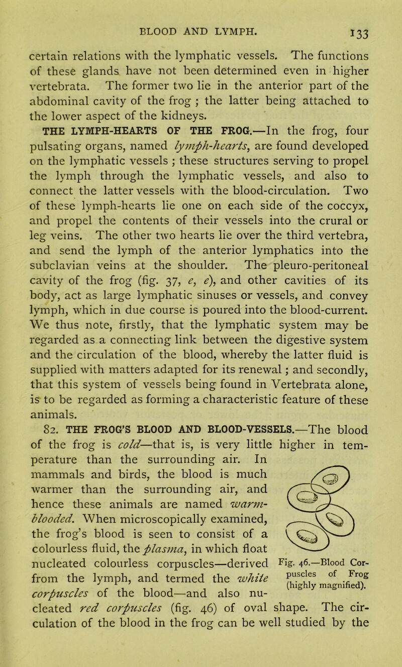 BLOOD AND LYMPH. certain relations with the lymphatic vessels. The functions of these glands have not been determined even in higher vertebrata. The former two lie in the anterior part of the abdominal cavity of the frog ; the latter being attached to the lower aspect of the kidneys. THE LYMPH-HEARTS OF THE FROG.—In the frog, four pulsating organs, named lymph-hearts, are found developed on the lymphatic vessels ; these structures serving to propel the lymph through the lymphatic vessels, and also to connect the latter vessels with the blood-circulation. Two of these lymph-hearts lie one on each side of the coccyx, and propel the contents of their vessels into the crural or leg veins. The other two hearts lie over the third vertebra, and send the lymph of the anterior lymphatics into the subclavian veins at the shoulder. The pleuro-peritoneal cavity of the frog (fig. 37, e, e), and other cavities of its body, act as large lymphatic sinuses or vessels, and convey lymph, which in due course is poured into the blood-current. We thus note, firstly, that the lymphatic system may be regarded as a connecting link between the digestive system and the circulation of the blood, whereby the latter fluid is supplied with matters adapted for its renewal; and secondly, that this system of vessels being found in Vertebrata alone, is to be regarded as forming a characteristic feature of these animals. 82. THE FROG’S BLOOD AND BLOOD-VESSELS.—The blood of the frog is cold—that is, is very little higher in tem- perature than the surrounding air. In mammals and birds, the blood is much warmer than the surrounding air, and hence these animals are named warm- blooded. When microscopically examined, the frog’s blood is seen to consist of a colourless fluid, the. plasma, in which float nucleated colourless corpuscles—derived Fig- 46-—Blood Cor- from the lymph, and termed the white Pusc'^s of F™g corpuscles of the blood—and also nu- cleated red corpuscles (fig. 46) of oval shape. The cir- culation of the blood in the frog can be well studied by the