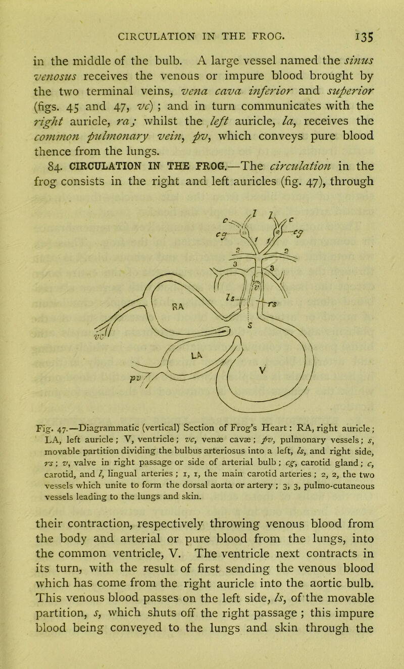 in the middle of the bulb. A large vessel named the sinus venosus receives the venous or impure blood brought by the two terminal veins, vena cava inferior and superior (figs. 45 and 47, vc) ; and in turn communicates with the right auricle, raj whilst the left auricle, la, receives the commoji pulmonary vein, pv, which conveys pure blood thence from the lungs. 84. CIRCULATION IN THE FROG.—The circulation in the frog consists in the right and left auricles (fig. 47), through Fig. 47.—Diagrammatic (vertical) Section of Frog’s Heart: RA, right auricle; LA, left auricle; V, ventricle; vc, venae cavae; pv, pulmonary vessels; s, movable partition dividing the bulbus arteriosus into a left, Is, and right side, rs; v, valve in right passage or side of arterial bulb; eg, carotid gland; c, carotid, and l, lingual arteries ; i, x, the main carotid arteries ; 2, 2, the two vessels which unite to form the dorsal aorta or artery ; 3, 3, pulmo-cutaneous vessels leading to the lungs and skin. their contraction, respectively throwing venous blood from the body and arterial or pure blood from the lungs, into the common ventricle, V. The ventricle next contracts in its turn, with the result of first sending the venous blood which has come from the right auricle into the aortic bulb. This venous blood passes on the left side, Is, of the movable partition, s, which shuts off the right passage ; this impure blood being conveyed to the lungs and skin through the