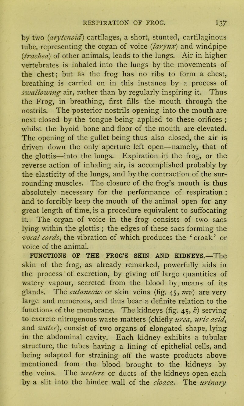 by two (arytenoid) cartilages, a short, stunted, cartilaginous tube, representing the organ of voice (larynx) and windpipe {trachea) of other animals, leads to the lungs. Air in higher vertebrates is inhaled into the lungs by the movements of the chest; but as the frog has no ribs to form a chest, breathing is carried on in this instance by a process of swallowing air, rather than by regularly inspiring it. Thus the Frog, in breathing, first fills the mouth through the nostrils. The posterior nostrils opening into the mouth are next closed by the tongue being applied to these orifices ; whilst the hyoid bone and floor of the mouth are elevated. The opening of the gullet being thus also closed, the air is driven down the only aperture left open—namely, that of the glottis—into the lungs. Expiration in the frog, or the reverse action of inhaling air, is accomplished probably by the elasticity of the lungs, and by the contraction of the sur- rounding muscles. The closure of the frog’s mouth is thus absolutely necessary for the performance of respiration : and to forcibly keep the mouth of the animal open for any great length of time, is a procedure equivalent to suffocating it. The organ of voice in the frog consists of two sacs lying within the glottis ; the edges of these sacs forming the vocal cords, the vibration of which produces the ‘ croak ’ or voice of the animal. FUNCTIONS OF THE FROG’S SKIN AND KIDNEYS.—The skin of the frog, as already remarked, powerfully aids in the process of excretion, by giving off large quantities of watery vapour, secreted from the blood by, means of its glands. The cutaneous or skin veins (fig. 45, mv) are very large and numerous, and thus bear a definite relation to the functions of the membrane. The kidneys (fig. 45, k) serving to excrete nitrogenous waste matters (chiefly urea, uric acid, and water), consist of two organs of elongated shape, lying in the abdominal cavity. Each kidney exhibits a tubular structure, the tubes having a lining of epithelial cells, and being adapted for straining off the waste products above mentioned from the blood brought to the kidneys by the veins. The ureters or ducts of the kidneys open each by a slit into the hinder wall of the cloaca. The urinary