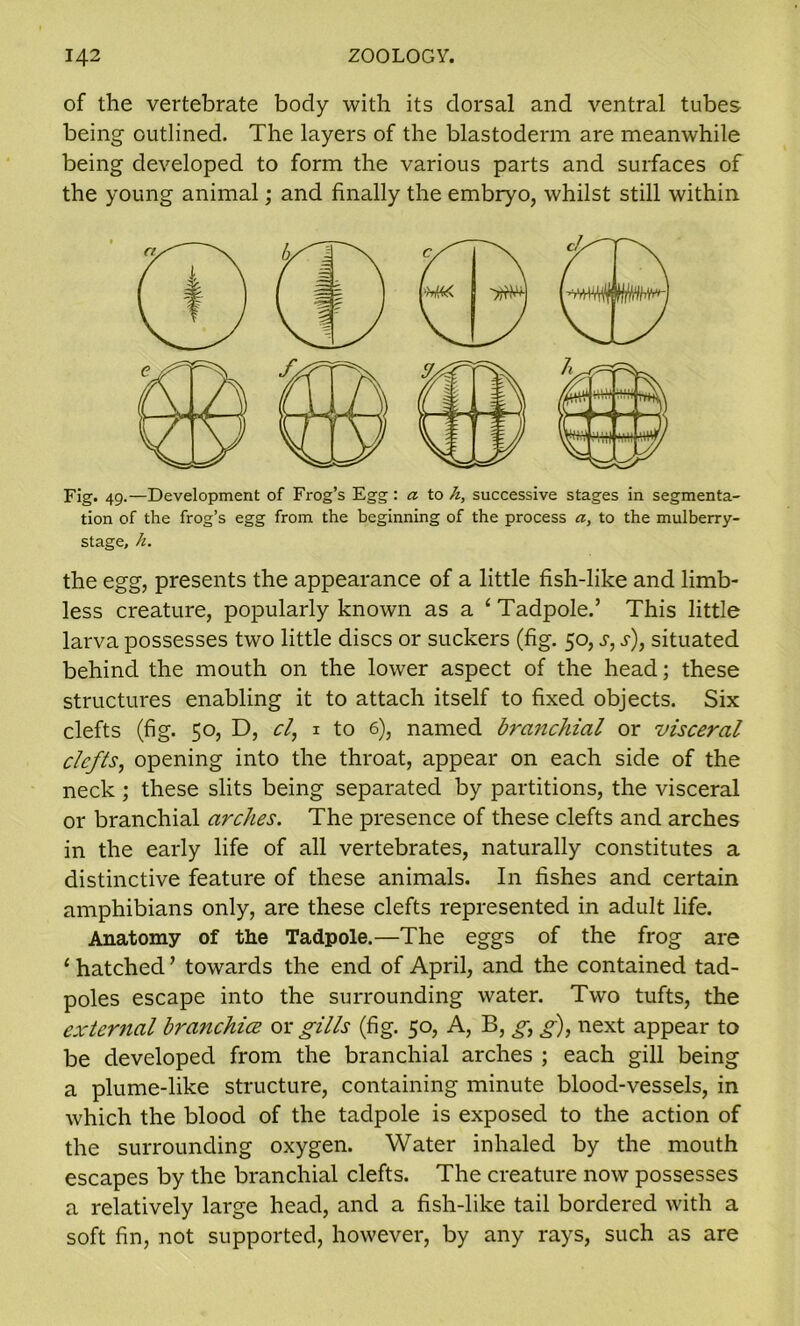 of the vertebrate body with its dorsal and ventral tubes being outlined. The layers of the blastoderm are meanwhile being developed to form the various parts and surfaces of the young animal; and finally the embryo, whilst still within Fig. 49.—Development of Frog’s Egg: a to h, successive stages in segmenta- tion of the frog’s egg from the beginning of the process a, to the mulberry- stage, h. the egg, presents the appearance of a little fish-like and limb- less creature, popularly known as a ‘ Tadpole.’ This little larva possesses two little discs or suckers (fig. 50, j, s), situated behind the mouth on the lower aspect of the head; these structures enabling it to attach itself to fixed objects. Six clefts (fig. 50, D, cl, 1 to 6), named brci7ichial or visceral clefts, opening into the throat, appear on each side of the neck; these slits being separated by partitions, the visceral or branchial arches. The presence of these clefts and arches in the early life of all vertebrates, naturally constitutes a distinctive feature of these animals. In fishes and certain amphibians only, are these clefts represented in adult life. Anatomy of tlie Tadpole.—The eggs of the frog are 1 hatched ’ towards the end of April, and the contained tad- poles escape into the surrounding water. Two tufts, the external branchice or gills (fig. 50, A, B, g, g), next appear to be developed from the branchial arches ; each gill being a plume-like structure, containing minute blood-vessels, in which the blood of the tadpole is exposed to the action of the surrounding oxygen. Water inhaled by the mouth escapes by the branchial clefts. The creature now possesses a relatively large head, and a fish-like tail bordered with a soft fin, not supported, however, by any rays, such as are