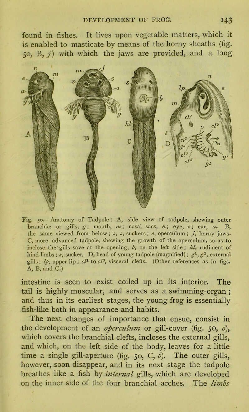 found in fishes. It lives upon vegetable matters, which it is enabled to masticate by means of the horny sheaths (fig. 50, B, j) with which the jaws are provided, and a long Fig. 50.—Anatomy of Tadpole: A, side view of tadpole, shewing outer branchiae or gills, g; mouth, m; nasal sacs, n\ eye, e\ ear, a. B, the same viewed from below; s, s, suckers; o, operculum ; j, horny jaws. C, more advanced tadpole, shewing the growth of the operculum, so as to inclose the gills save at the opening, b, on the left side; hi, rudiment of hind-limbs ; s, sucker. D, head of young tadpole (magnified); g1, g~, external gills; Ip, upper lip ; cl1 to cle, visceral clefts. (Other references as in figs. A, B, and C.) intestine is seen to exist coiled up in its interior. The tail is highly muscular, and serves as a swimming-organ ; and thus in its earliest stages, the young frog is essentially fish-like both in appearance and habits. The next changes of importance that ensue, consist in the development of an operculum or gill-cover (fig. 50, 0), which covers the branchial clefts, incloses the external gills, and which, on the left side of the body, leaves for a little time a single gill-aperture (fig. 50, C, b). The outer gills, however, soon disappear, and in its next stage the tadpole breathes like a fish by internal gills, which are developed on the inner side of the four branchial arches. The limbs