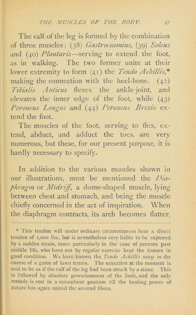 The calf of the leg is formed by the combination of three muscles; (38) Gastrocnemius, (39) Soleus and (40) Plant arts—serving to extend the foot, as in walking. The two former unite at their lower extremity to form (41) the Tendo A chillis* making the connection with the heel-bone. (42) Tibialis Anticus flexes the ankle-joint, and elevates the inner edge of the foot, while (43) Peroneus Long us and (44) Pcroncus Brevis ex- tend the foot. The muscles of the foot, serving to Hex, ex- tend, abduct, and adduct the toes, are very numerous, but these, for our present purpose, it is hardly necessary to specify. In addition to the various muscles shown in our illustrations, must be mentioned the Dia- phragm or Midriff, a dome-shaped muscle, lying between chest and stomach, and being the muscle chiefly concerned in the act of inspiration. When the diaphragm contracts, its arch becomes flatter, * This tendon will under ordinary circumstances hear a direct tension of 1,000 lbs., but is nevertheless very liable to be ruptured by a sudden strain, more particularly in the case of persons past middle life, who have not by regular exercise kept the tissues in good condition. We have known the Tendo Achillis snap in the course of a game of lawn tennis. The sensation at the moment is said to be as if the calf of the leg had been struck by a stone. This is followed by absolute powerlessness of the limb, and the only remedy is rest in a recumbent position till the healing power of nature has again united the severed fibres.