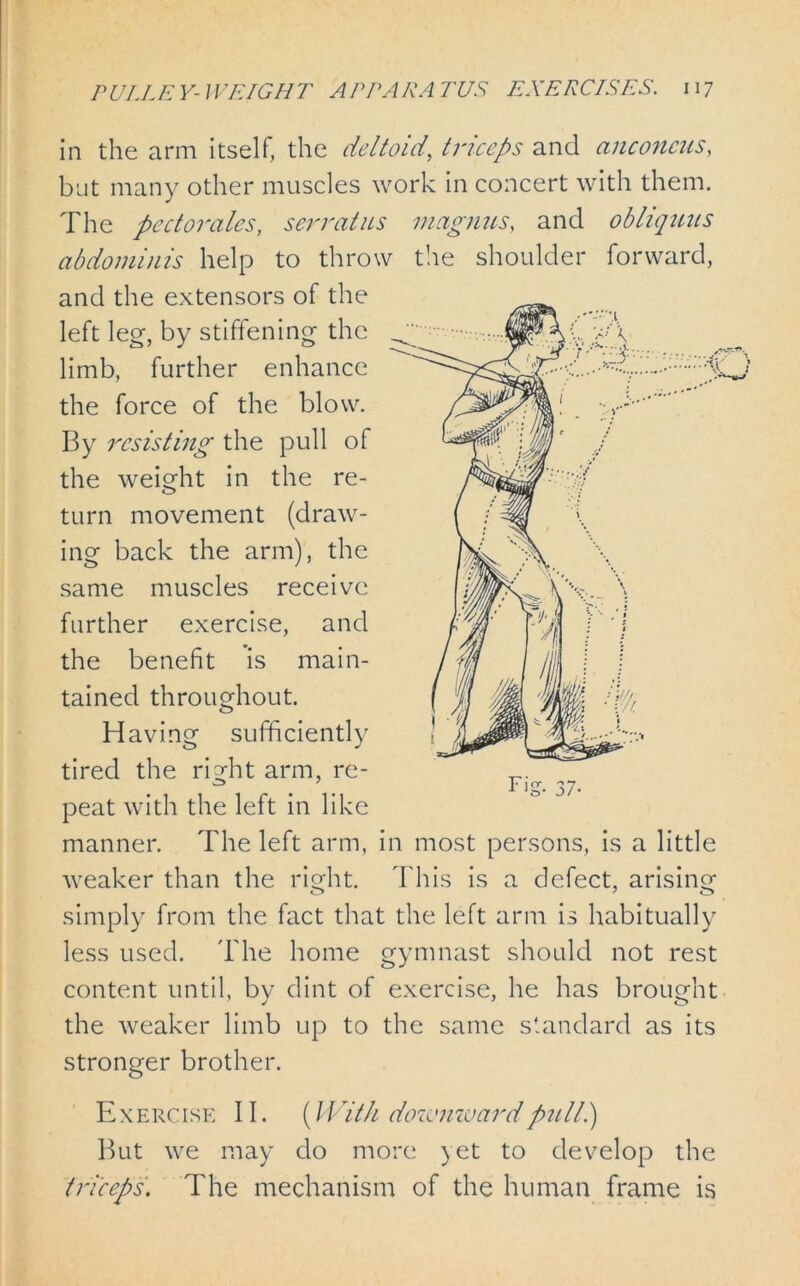 in the arm itself, the deltoid, triceps and anconeus, but many other muscles work in concert with them. The pectorales, serratus mcignus, and obliquus abdominis help to throw the shoulder forward, and the extensors of the left leg, by stiffening the limb, further enhance the force of the blow. By resisting the pull of the weight in the re- turn movement (draw- ing back the arm), the same muscles receive further exercise, and the benefit is main- tained throughout. Having sufficiently tired the right arm, re- peat with the left in like manner. The left arm, in most persons, is a little weaker than the right. This is a defect, arising simply from the fact that the left arm is habitually less used. The home gymnast should not rest content until, by dint of exercise, he has brought the weaker limb up to the same standard as its stronger brother. Exercise II. [With dozvnwardpulli) But we may do more yet to develop the triceps. The mechanism of the human frame is