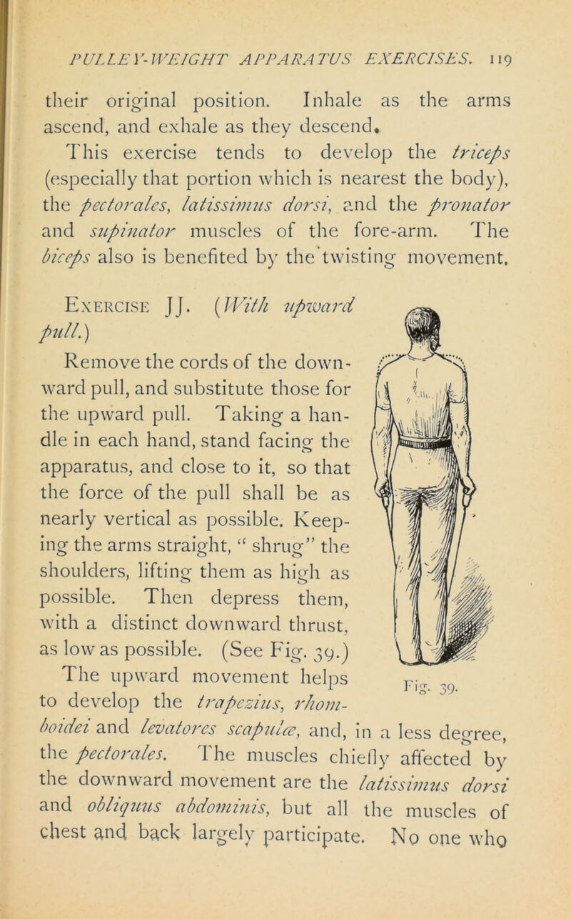 their original position. Inhale as the arms ascend, and exhale as they descend. This exercise tends to develop the triceps (especially that portion which is nearest the body), the pectoralcs, latissimus dorsi, and the pronator and supinator muscles of the fore-arm. The biceps also is benefited by the twisting movement. Exercise JJ. (With upward pull.) Remove the cords of the down- ward pull, and substitute those for the upward pull. Taking a han- dle in each hand, stand facing the apparatus, and close to it, so that the force of the pull shall be as nearly vertical as possible. Keep- ing the arms straight, “ shrug” the shoulders, lifting them as high as possible. Then depress them, with a distinct downward thrust, as low as possible. (See Fig. 39.) The upward movement helps to develop the trapezius, rhom- boidei and lcoat ores scaputcc, and, in a less decree the pectoralcs. 1 he muscles chiefly affected by the downward movement are the latissimus dorsi and obliquus abdominis, but all the muscles of chest and back largely participate. No one who