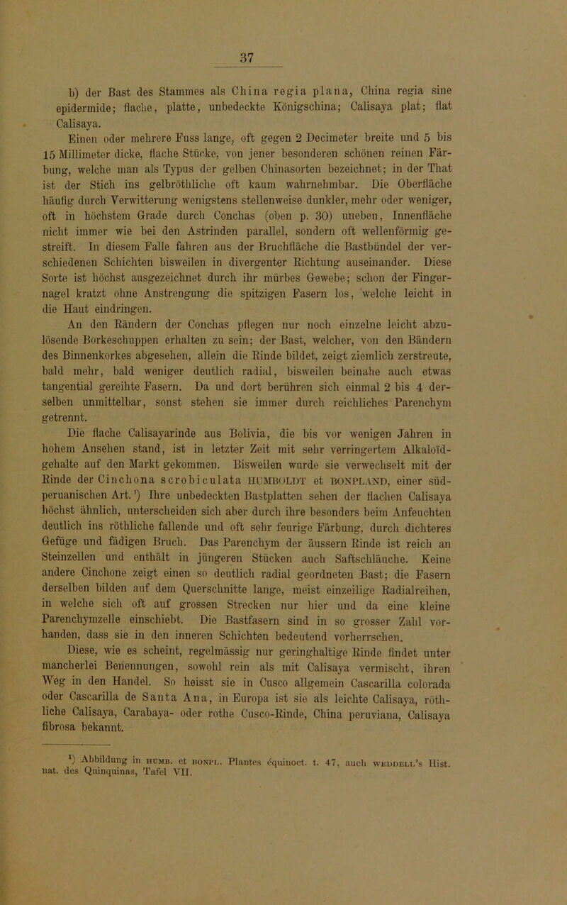 b) der Bast des Stammes als China regia plana, China regia sine epidermide; flache, platte, unbedeckte Königschina; Calisaya plat; flat Calisaya. Einen oder mehrere Fuss lange, oft gegen 2 Decimeter breite und 5 bis 15 Millimeter dicke, flache Stücke, von jener besonderen schönen reinen Fär- bung, welche man als Typus der gelben Chinasorten bezeichnet; in der That ist der Stich ins gelbrötliliche oft kaum wahrnehmbar. Die Oberfläche häufig durch Verwitterung wenigstens stellenweise dunkler, mehr oder weniger, oft in höchstem Grade durch Conchas (oben p. 30) uneben, Innenfläche nicht immer wie bei den Astrinden parallel, sondern oft wellenförmig ge- streift. In diesem Falle fahren aus der Bruchfläche die Bastbündel der ver- schiedenen Schichten bisweilen in divergenter Richtung auseinander. Diese Sorte ist höchst ausgezeichnet durch ihr mürbes Gewebe; schon der Finger- nagel kratzt ohne Anstrengung die spitzigen Fasern los, welche leicht in die Haut eindringen. An den Rändern der Conchas pflegen nur noch einzelne leicht abzu- lösende Borkeschuppen erhalten zu sein; der Bast, welcher, von den Bändern des Binnenkorkes abgesehen, allein die Rinde bildet, zeigt ziemlich zerstreute, bald mehr, bald weniger deutlich radial, bisweilen beinahe auch etwas tangential gereihte Fasern. Da und dort berühren sich einmal 2 bis 4 der- selben unmittelbar, sonst stehen sie immer durch reichliches Parenchym getrennt. Die flache Calisayarinde aus Bolivia, die bis vor wenigen Jahren in hohem Ansehen stand, ist in letzter Zeit mit sehr verringertem Alkaloid- gehalte auf den Markt gekommen. Bisweilen wurde sie verwechselt mit der Rinde der Cinchona scrobiculata HUMBOLDT et bonpland, einer süd- peruanischen Art.') Ihre unbedeckten Bastplatten sehen der flachen Calisaya höchst ähnlich, unterscheiden sich aber durch ihre besonders beim Anfeuchten deutlich ins röthliche fallende und oft sehr feurige Färbung, durch dichteres Gefüge und fädigen Bruch. Das Parenchym der äussern Rinde ist reich an Steinzellen und enthält in jüngeren Stücken auch Saftschläuche. Keine andere Cinchone zeigt einen so deutlich radial geordneten Bast; die Fasern derselben bilden auf dem Querschnitte lange, meist einzeilige Radialreihen, in welche sich oft auf grossen Strecken nur hier und da eine kleine Parenchymzelle einschiebt. Die Bastfasern sind in so grosser Zahl vor- handen, dass sie in den inneren Schichten bedeutend vorherrschen. Diese, wie es scheint, regelmässig nur geringhaltige Rinde findet unter mancherlei Benennungen, sowohl rein als mit Calisaya vermischt, ihren Wog in den Handel. So heisst sie in Cusco allgemein Cascarilla colorada oder Cascarilla de Santa Ana, in Europa ist sie als leichte Calisaya, röth- liche Calisaya, Carabaya- oder rotlie Cusco-Rinde, China peruviana, Calisaya fibrosa bekannt. *) Abbildung in humb. et bonpl. Plantes equinoct. t. 47, aueb wkddeli.’s Ilist. uat. des Quinquinas, Tafel VII.