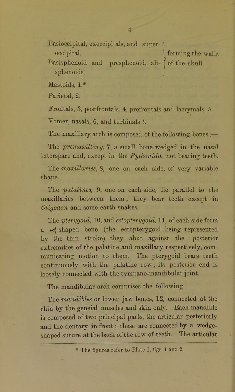 Basioccipital, exoccipitals, and super-^ occipital, I forming the walls Basisphenoid and presphenoid, ali- f of the skull, sphenoids, J Mastoids, 1.* Parietal, 2. Frontals, 3, postfrontals, 4, prefrontals and lacrymals, 5. # Vomer, nasals, 6, and turbinais t. The maxillary arch is composed of the following bones:— The premaxillary, 7, a small bone wedged in the nasal interspace and, except in the Pythoniclce, not bearing teeth. The maxillaries, 8, one on each side, of very variable shape. The palatines, 9, one on each side, lie parallel to the maxillaries between them; they bear teeth except in Oligoclon and some earth snakes. The pterygoid, 10, and ectopterygoid, 11, of each side form a k} shaped bone (the ectopterygoid being represented by the thin stroke) they abut against the posterior extremities of the palatine and maxillary respectively, com- municating motion to them. The pterygoid bears teeth continuously with the palatine row; its posterior end is loosely connected with the tympano-mandibular joint. The mandibular arch comprises the following : The mandibles or lower jaw bones, 12, connected at the chin by the geneial muscles and skin only. Each mandible is composed of two principal parts, the articular posteriorly and the dentary in front; these are connected by a wedge- shaped suture at the back of the row of teeth. The articular * The figures refer to Plate I, figs. 1 and 2.