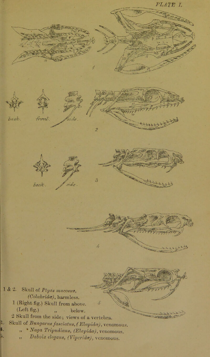 1 «fc Skull of Ptyas mucosas, (Oolubridce), harmless. 1 ( Right fig.) Skull from above. (Left fig.) „ below. ‘2 Skull from the side; views of .a vertebra. Skull of Jiungcvrus Jasciatus, (Elapidce), venomous „ * Naga Iripudians, (Elapidce), venomous. » Do.hoiu Aryans, (Viperidee), venomous.