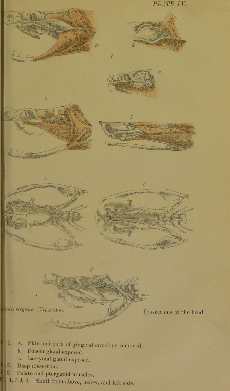 e Dissections of the head. Skin and part of gingival envelope removed. b. Poison gland exposed. r. Lacrymal gland exposed. Deep dissection. Palate and pterygoid muscles. 5 Si t>. Skull from above, below, and left side.