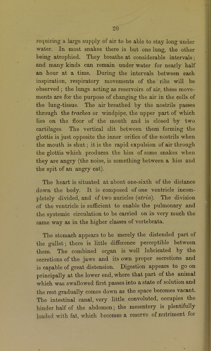 requiring a large supply of air to be able to stay long under water. In most snakes there is but one lung, the other being atrophied. They breathe at considerable intervals; and many kinds can remain under water for nearly half an hour at a time. During the intervals between each inspiration, respiratory movements of the ribs will be observed ; the lungs acting as reservoirs of air, these move- ments are for the purpose of changing the air in the cells of the lung-tissue. The air breathed by the nostrils passes through the trachea or windpipe, the upper part of which lies on the floor of the mouth and is closed by two cartilages. The vertical slit between them forming the glottis is just opposite the inner orifice of the nostrils when the mouth is shut; it is the rapid expulsion of air through the glottis which produces the hiss of some snakes when they are angry (the noise, is something between a hiss and the spit of an angry cat). The heart is situated at about one-sixth of the distance down the body. It is composed of one ventricle incom- pletely divided, and of two auricles (atria). The division of the ventricle is sufficient to enable the pulmonary and the systemic circulation to be carried on in very much the same way as in the higher classes of vertebrata. The stomach appears to be merely the distended part of the gullet; there is little difference perceptible between them. The combined organ is well lubricated by the secretions of the jaws and its own proper secretions and is capable of great distension. Digestion appears to go on principally at the lower end, where that part of the animal which was swallowed first passes into a state of solution and the rest gradually comes down as the space becomes vacant. The intestinal canal, very little convoluted, occupies the hinder half of the abdomen; the mesentery is plentifully loaded with fat, which becomes a reserve of nutriment for