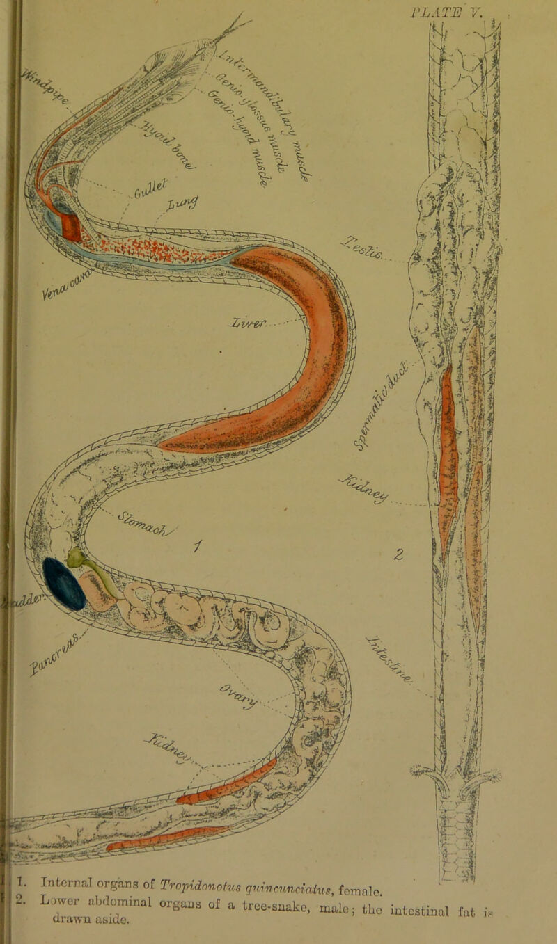 PLATE V. N/ « . I ' • *;$ , *' IntcrT1al organs of Tropidonotus qnincnnnatus, female |2' Ll:;“al 0r8“* 0f » *•*»* «*,, the intestinal fat i.