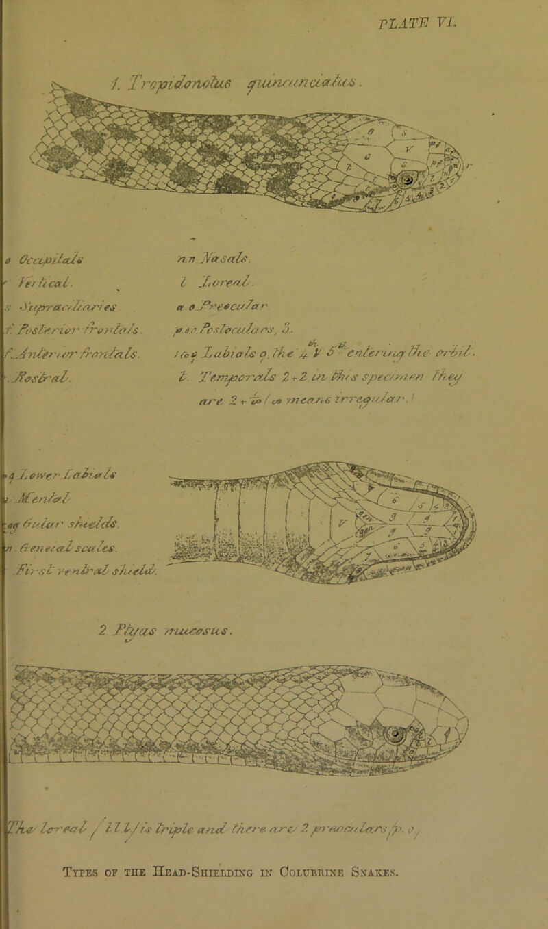 PLATE VI. o OcccpitaJs ' Vertical. rt.7t.yVa sale. I Jr areal. s df /jtrraciJlciries t. Posterior ironlols. t\.J tile? v or Iron la Is. . J?osteal et o Treocvlar p.t e.PcsTocula as, 3. Mb* ZabialrS o. Hie P V 3' ‘entering the artel, l. Temporals 2+Zuidhrs speclmm they arc 2 + ~ci>lc* means irregular.1 • a Jr ewerr I alt a Is v Menial oq Villa t' shields, tt. Verieralscales. First venteal shield. 2 JTi/as nuccosus. lS TftS‘ Icreal / l III,/Is triple, and there arc■■ 2 p? 'nocala.rs ip. Types of the Head-Shielding in Colcbiune Snakes.