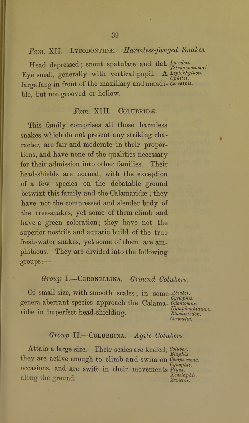 Fctm. XII. Lycodontidae. Harmless-fanged Snakes. Head depressed; snout spatulate and flat. ^^osomc,: Eye small, generally with vertical pupil. A J^^lsytaon' laro-e fang in front of the maxillary and maadi- Cercaspis, ble, but not grooved or hollow. Fam. XIII. CoLUBRiD/E. This family comprises all those harmless snakes which do not present any striking cha- racter, are fair and moderate in their propor- tions, and have none of the qualities necessary for their admission into other families. Their head-shields are normal, with the exception of a few species on the debatable ground betwixt this family and the Calamaridae ; they have not the compressed and slender body of the tree-snakes, yet some of them climb and have a green coloration; they have not the superior nostrils and aquatic build of the true fresh-water snakes, yet some of them are am- phibious. They are divided into the following groups:— Group I.—Ccronellina. Ground Colubers. Of small size, with smooth scales; in some -Ablabes. , . Cyclophis. genera aberrant species approach the Calama- Odontomut. ridae in imperfect head-shielding. maditZdmi.Um‘ Coronella. Group II.—COLUBRINA. Attain a large size. Agile Colubers. Their scales are keeled, Coluber. . . . # Elaphis. they are active enough to climb and swim on Compsosoma. i . Cynophis. occasions, and are swift in their movements rtyas. Xenclnphis. along the ground Zamenis,