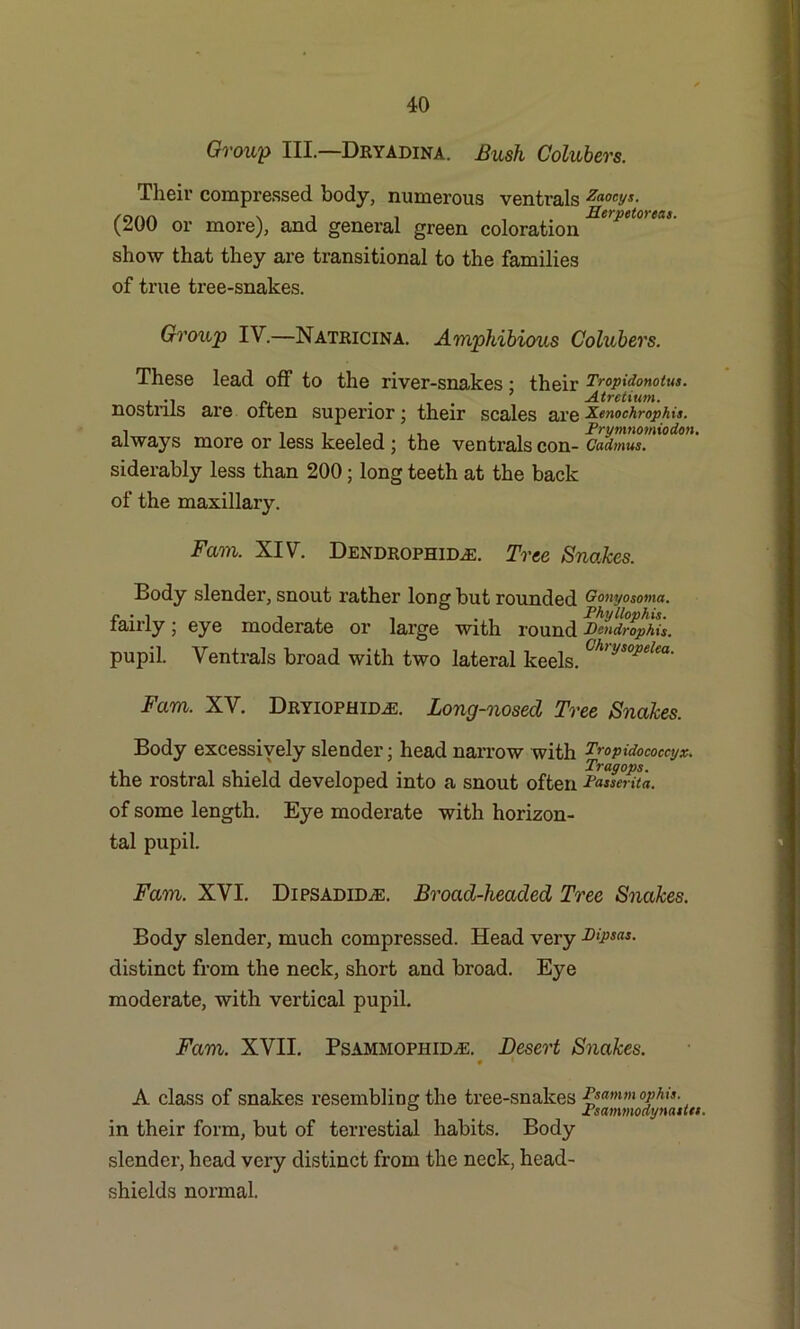 Group III— Dryadina. Bush Colubers. Their compressed body, numerous ventrals Zaocys. (200 or more), and general green colorationBerp(touas' show that they are transitional to the families of true tree-snakes. Group IV.—Natkicina. Amphibious Colubers. These lead off to the river-snakes; their Tropidonotus. nostrils are often superior • their scales are XenochropMt. always more or less keeled ; the ventrals con- CadmusM,°d0>>' siderably less than 200 ; long teeth at the back of the maxillary. Fam. XIV. DendrophidyE. Tree Snakes. Body slender, snout rather long but rounded Gonyosoma. fairly; eye moderate or large with round vfrqphis. pupil. Ventrals broad with two lateral keels. Ch>ysopelea- Fam. XV. Dryiophidye. Long-nosed Tree Snakes. Body excessiyely slender; head narrow with Tropidocoeeyx. the rostral shield developed into a snout often Passerita. of some length. Eye moderate with horizon- tal pupil. Fam. XVI. DipsadiDyE. Broad-headed Tree Snakes. Body slender, much compressed. Head very P>psas. distinct from the neck, short and broad. Eye moderate, with vertical pupil. Fam. XVII. PsammophiDyE. Desert Snakes. • • A class of snakes resembling the tree-snakes op his. ° # Jcsammodynatta. in their form, but of terrestial habits. Body slender, head very distinct from the neck, head- shields normal.