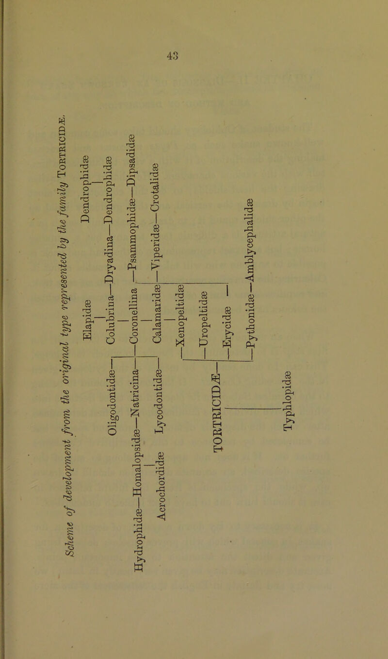 Scheme of development from the original type represented by the family Tortricid-r. Elapidee Dendrophidse rrs • rH 8 'S -a >5 - ph p p nd P <u Q eS 1 • rH cS cs a a r—H o O 8 T5 • rH ,P PU O a a ce GQ Ph 8 nd • r-H 'cj -i-3 O H o I 8 T3 • rH ?h 03 Ph C0 8 8 8 a ad ad » rH • rH Ph • <—< -4-> ad f—H o> . a c3 _a_ r—H <D — Ph 4P r—H (D o c3 o a-i rH o r—H c3 p <D o o o p 8 -a • rH o >> w 8 P3 • rH r—H C« rP Ph <£> O •*{ I 8 ad • rH a o ^ r-< v>~J Ph 8 ad • rH -*3 a o ad o bD cS a 8 ad • rH cn cu o Is a o w 8 ad • rH rP a< o H ad >3 w 8 ad • rH H-3 a o ad o o >3 hP 8 _ad • rH ad Jh o rP o o Ph O <1 Q i—i o h—I ' P3 H Ph o 8 ad • rH Ph O r-H -,£1 O-,