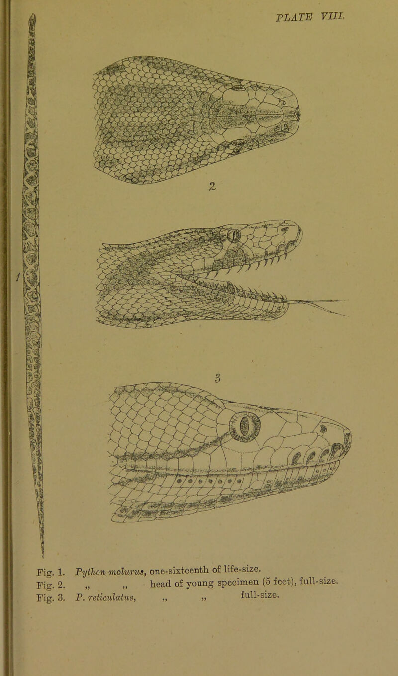 SEZSSfi Fig. 1. Python molurus, one-sixteenth of life-size. pig. 2. „ „ head of young specimen (5 feet), full-size. Fig. 3. P. reticulatus, „ » full-size.