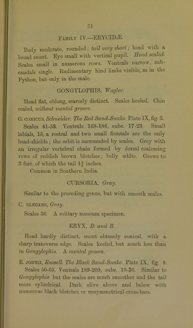 Family IV.—ERYCIDA5. Body moderate, rounded; tail very short; head with a broad snout. Eye small with vertical pupil. Head scaled. Scales small in numerous rows. Ventrals narrow, sub- caudals single. Rudimentary hind limbs visible, as in the Python, but only in the male. ’ GONGYLOPHIS, Wagler. Head flat, oblong, scarcely distinct. Scales keeled. Chin scaled, ivithout mental groove. G. conicus, Schneider. The Red Sand-Snake. Plate IX, fig. 3. Scales 41-53. Ventrals 168-186, subc. 17-23. Small labials, 15, a rostral and two small frontals are the only head-shields ; the orbit is surrounded by scales. Grey with an irregular vertebral chain formed by dorsal coalescing rows of reddish brown blotches; belly white. Grows to 3 feet, of which the tail If inches. Common in Southern India. CURSORIA, Gray. Similar to the pi'eceding genus, but with smooth scales. C. elegans, Gray. Scales 36. A soli tary museum specimen. ERYX, D. and B. Head hardly distinct, snout obtusely conical, with a sharp transverse edge. Scales keeled, but much less than in Gongylophis. A mental groove. E. johnii, Russell. The Black Sand-Snake. Plate IX, fig. 4. Scales 50-65. Ventrals 189-209, subc. 19-36. Similar to Gongylophis but the scales are much smoother and the tail more cylindrical. Dark olive above and below with numerous black blotches or unsymmctrical cross-bars.