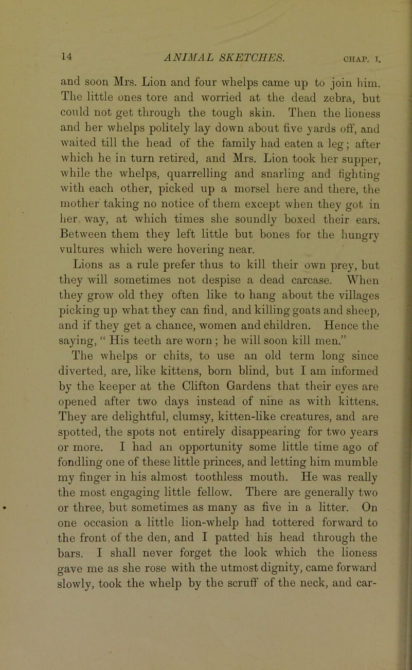 CHAP. T. and soon Mrs. Lion and four whelps came up to join him. The little ones tore and worried at the dead zebra, but could not get through the tough skin. Then the lioness and her whelps politely lay down about five yards off, and waited till the head of the family had eaten a leg; after which he in turn retired, and Mrs. Lion took her supper, while the whelps, quarrelling and snarling and fighting with each other, picked up a morsel here and there, the mother taking no notice of them except when they got in her way, at which times she soundly boxed their ears. Between them they left little but bones for the hungry vultures which were hovering near. Lions as a rule prefer thus to kill their own prey, but they will sometimes not despise a dead carcase. When they grow old they often like to hang about the villages picking up what they can find, and killing goats and sheep, and if they get a chance, women and children. Hence the saying, “ His teeth are worn ; he will soon kill men.” The whelps or chits, to use an old term long since diverted, are, like kittens, born blind, but I am informed by the keeper at the Clifton Gardens that their eyes are opened after two days instead of nine as with kittens. They are delightful, clumsy, kitten-like creatures, and are spotted, the spots not entirely disappearing for two years or more. I had an opportunity some little time ago of fondling one of these little princes, and letting him mumble my finger in his almost toothless mouth. He was really the most engaging little fellow. There are generally two or three, but sometimes as many as five in a litter. On one occasion a little lion-whelp had tottered forward to the front of the den, and I patted his head through the bars. I shall never forget the look which the lioness gave me as she rose with the utmost dignity, came forward slowly, took the whelp by the scruff of the neck, and car-