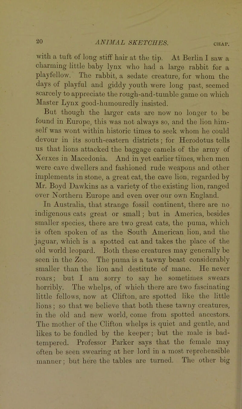 CHAP. with a tuft of long stiff hair at the tip. At Berlin I saw a charming little baby lynx who had a large rabbit for a playfellow. The rabbit, a sedate creature, for whom the days of playful and giddy youth were long past, seemed scarcely to appreciate the rough-and-tumble game on which Master Lynx good-humouredly insisted. But though the larger cats are now no longer to be found in Europe, this was not always so, and the lion him- self was wont within historic times to seek whom he could devour in its south-eastern districts; for Herodotus tells us that lions attacked the baggage camels of the army of Xerxes in Macedonia. And in yet earlier times, when men were cave dwellers and fashioned rude weapons and other implements in stone, a great cat, the cave lion, regarded by Mr. Boyd Dawkins as a variety of the existing lion, ranged over Northern Europe and even over our own England. In Australia, that strange fossil continent, there are no indigenous cats great or small; but in America, besides smaller species, there are two great cats, the puma, which is often spoken of as the South American lion, and the jaguar, which is a spotted cat and takes the place of the old world leopard. Both these creatures may generally be seen in the Zoo. The puma is a tawny beast considerably smaller than the lion and destitute of mane. He never roars; but I am sorry to say he sometimes swears horribly. The whelps, of which there are two fascinating- little fellows, now at Clifton, are spotted like the little lions; so that we believe that both these tawny creatures, in the old and new world, come from spotted ancestors. The mother of the Clifton whelps is quiet and gentle, and likes to be fondled by the keeper; hut the male is bad- tempered. Professor Parker says that the female may often be seen swearing at her lord in a most reprehensible manner; but here the tables are turned. The other big