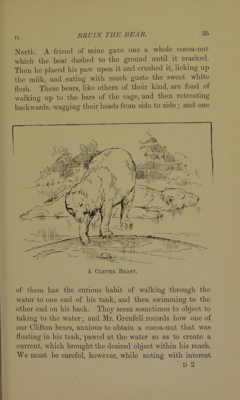 North. A friend of mine gave one a whole cocoa-nut which the bear dashed to the ground until it cracked. Then he placed his paw upon it and crushed it, licking up the milk, and eating with much gusto the sweet white flesh. These bears, like others of their kind, are fond of walking up to the bars of the cage, and then reti’eating backwards, wagging their heads from side to side ; and one A Clever Beast. of them has the curious habit of walking through the water to one end of his tank, and then swimming to the other end on his back. They seem sometimes to object to taking to the water; and Mr. Grenfell records how one of our Clifton bears, anxious to obtain a cocoa-nut that was floating in his tank, pawed at the water so as to create a current, which brought the desired object within his reach. We must be careful, however, while noting with interest d 2