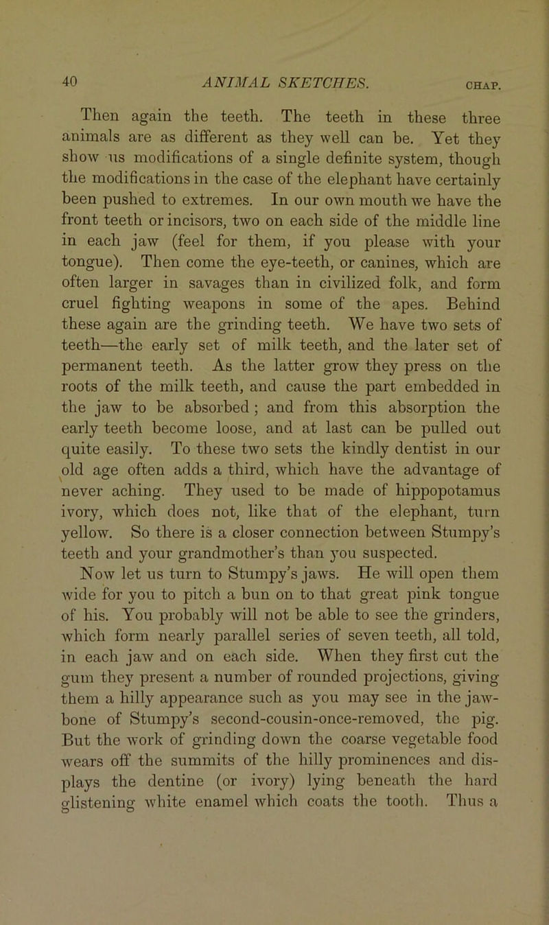 CHAP. Then again the teeth. The teeth in these three animals are as different as they well can be. Yet they show ns modifications of a single definite system, though the modifications in the case of the elephant have certainly been pushed to extremes. In our own mouth we have the front teeth or incisors, two on each side of the middle line in each jaw (feel for them, if you please with your tongue). Then come the eye-teeth, or canines, which are often larger in savages than in civilized folk, and form cruel fighting weapons in some of the apes. Behind these again are the grinding teeth. We have two sets of teeth—the early set of milk teeth, and the later set of permanent teeth. As the latter grow they press on the roots of the milk teeth, and cause the part embedded in the jaw to be absorbed ; and from this absorption the early teeth become loose, and at last can be pulled out quite easily. To these two sets the kindly dentist in our old age often adds a third, which have the advantage of never aching. They used to be made of hippopotamus ivory, which does not, like that of the elephant, turn yellow. So there is a closer connection between Stumpy’s teeth and your grandmother’s than you suspected. Now let us turn to Stumpy’s jaws. He will open them wide for you to pitch a bun on to that great pink tongue of his. You probably will not be able to see the grinders, which form nearly parallel series of seven teeth, all told, in each jaw and on each side. When they first cut the gum they present a number of rounded projections, giving them a hilly appearance such as you may see in the jaw- bone of Stumpy’s second-cousin-once-removed, the pig. But the work of grinding down the coarse vegetable food wears off the summits of the hilly prominences and dis- plays the dentine (or ivory) lying beneath the hard slistenino- white enamel which coats the tooth. Thus a o O