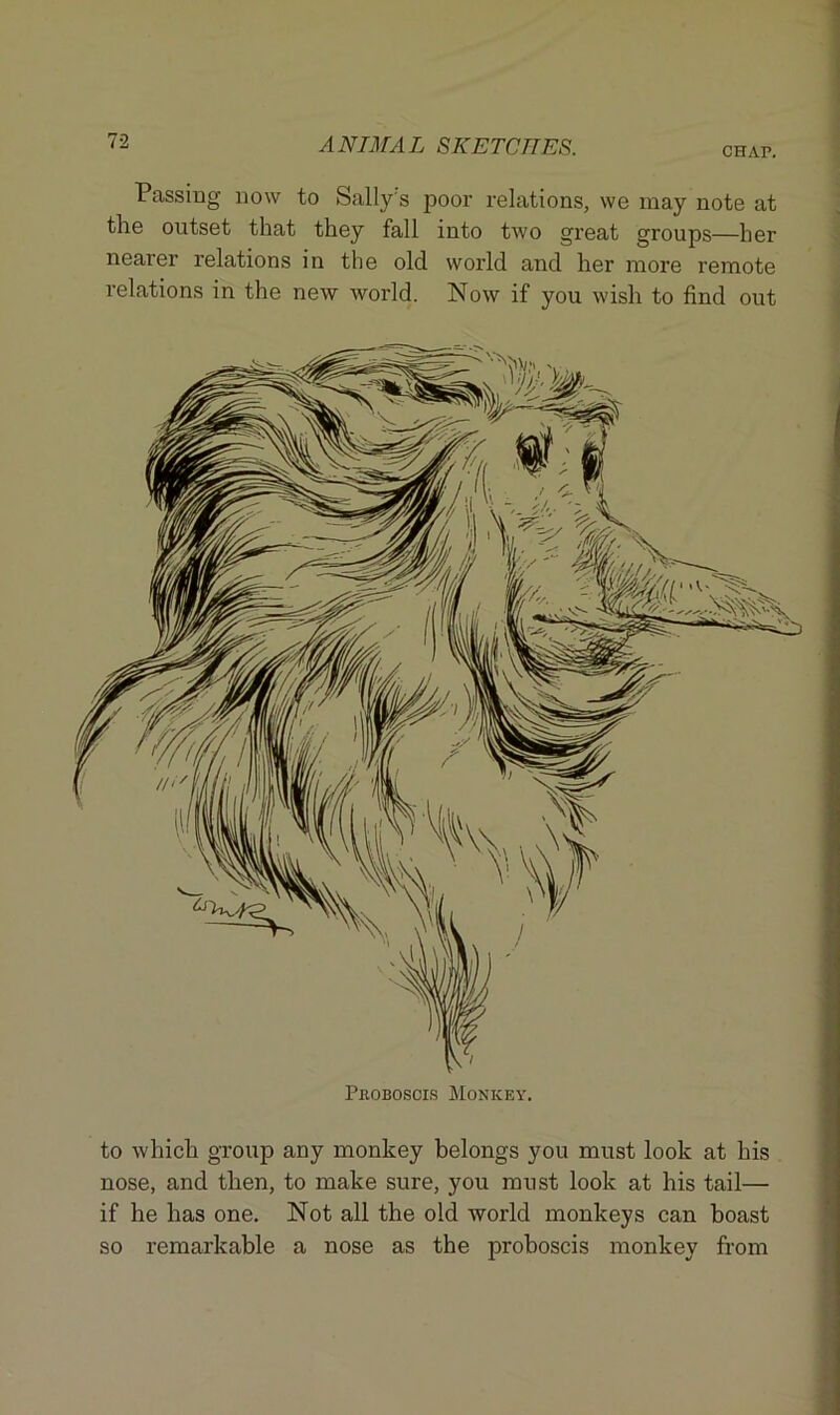 CHAP. Passing now to Sally's poor relations, we may note at the outset that they fall into two great groups—her nearer relations in the old world and her more remote relations in the new world. Now if you wish to find out Proboscis Monkey, to which group any monkey belongs you must look at his nose, and then, to make sure, you must look at his tail— if he has one. Not all the old world monkeys can boast so remarkable a nose as the proboscis monkey from