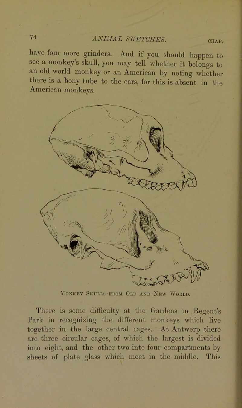 CJIAP. have four more grinders. And if you should happen to see a monkey’s skull, you may tell whether it belongs to an old world monkey or an American by noting whether there is a bony tube to the ears, for this is absent in the American monkeys. Monkey Skulls from Old and New' World. There is some difficulty at the Gardens in Regent’s Park in recognizing the different monkeys which live together in the large central cages. At Antwerp there are three circular cages, of which the largest is divided into eight, and the other two into four compartments by sheets of plate glass which meet in the middle. This