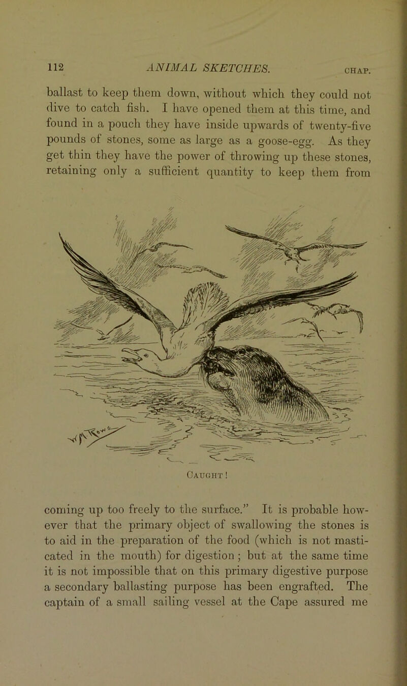 CHAP. ballast to keep them down, without which they could not dive to catch fish. I have opened them at this time, and found in a pouch they have inside upwards of twenty-five pounds of stones, some as large as a goose-egg. As they get thin they have the power of throwing up these stones, retaining only a sufficient quantity to keep them from Caught! coming up too freely to the surface.” It is probable how- ever that the primary object of swallowing the stones is to aid in the preparation of the food (which is not masti- cated in the mouth) for digestion ; but at the same time it is not impossible that on this primary digestive purpose a secondary ballasting purpose has been engrafted. The captain of a small sailing vessel at the Cape assured me