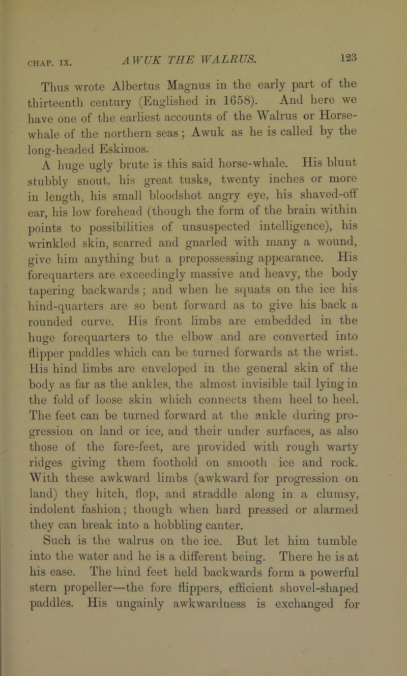 Thus wrote Albertus Magnus in the early part of the thirteenth century (Englished in 1658). And here we have one of the earliest accounts of the Walrus or Horse- whale of the northern seas; Awuk as he is called by the long-headed Eskimos. A huge ugly brute is this said horse-whale. His blunt stubbly snout, his great tusks, twenty inches or more in length, his small bloodshot angry eye, his shaved-off ear, his low forehead (though the form of the brain within points to possibilities of unsuspected intelligence), his wrinkled skin, scarred and gnarled with many a wound, give him anything but a prepossessing appearance. His forequarters are exceedingly massive and heavy, the body tapering backwards ; and when he squats on the ice his hind-quarters are so bent forward as to give his back a rounded curve. His front limbs are embedded in the huge forequarters to the elbow and are converted into flipper paddles which can be turned forwards at the wrist. His hind limbs are enveloped in the general skin of the body as far as the ankles, the almost invisible tail lying in the fold of loose skin which connects them heel to heel. The feet can be turned forward at the ankle during pro- gression on land or ice, and their under surfaces, as also those of the fore-feet, are provided with rough warty ridges giving them foothold on smooth ice and rock. With these awkward limbs (awkward for progression on land) they hitch, flop, and straddle along in a clumsy, indolent fashion; though when hard pressed or alarmed they can break into a hobbling canter. Such is the walrus on the ice. But let him tumble into the water and he is a different being. There he is at his ease. The hind feet held backwards form a powerful stern propeller—the fore flippers, efficient shovel-shaped paddles. His ungainly awkwardness is exchanged for