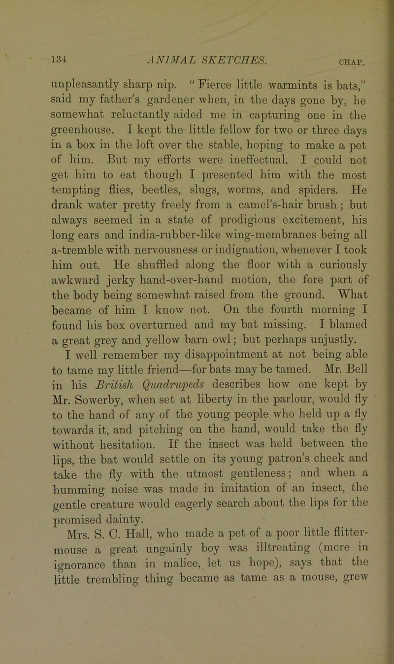 CHAP. unpleasantly sharp nip. “ Fierce little warmints is bats,” said my father’s gardener when, in the days gone by, he somewhat reluctantly aided me in capturing one in the greenhouse. I kept the little fellow for two or three days in a box in the loft over the stable, hoping to make a pet of him. But my efforts were ineffectual. I could not get him to eat though I presented him with the most tempting flies, beetles, slugs, worms, and spiders. He drank water pretty freely from a camel’s-hair brush ; but always seemed in a state of prodigious excitement, his long ears and india-rubber-like wing-membranes being all a-tremble with nervousness or indignation, whenever I took him out. He shuffled along the floor with a curiously awkward jerky hand-over-hand motion, the fore part of the body being somewhat raised from the ground. What became of him I know not. On the fourth morning I found his box overturned and my bat missing. I blamed a great grey and yellow barn owl; but perhaps unjustly. I well remember my disappointment at not being able to tame my little friend—for bats may be tamed. Mr. Bell in his British Quadrupeds describes how one kept by Mr. Sowerby, when set at liberty in the parlour, would fly to the hand of any of the young people who held up a flv towards it, and pitching on the hand, would take the fly without hesitation. If the insect was held between the lips, the bat would settle on its young patron’s cheek and take the fly with the utmost gentleness; and when a humming noise was made in imitation of an insect, the gentle creature would eagerly search about the lips for the promised dainty. Mrs. S. C. Hall, who made a pet of a poor little flitter- mouse a great ungainly boy was illtreating (more in ignorance than in malice, let us hope), says that the little trembling thing became as tame as a mouse, grew