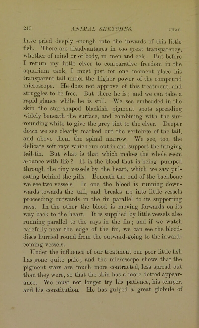 have pried deeply enough into the inwards of this little fish. There are disadvantages in too great transparency, whether of mind or of body, in men and eels. But before I return my little elver to comparative freedom in the aquarium tank, I must just for one moment place his transparent tail under the higher power of the compound microscope. He does not approve of this treatment, and struggles to be free. But there he is ; and we can take a rapid glance while he is still. We see embedded in the skin the star-shaped blackish pigment spots spreading widely beneath the surface, and combining with the sur- rounding white to give the grey tint to the elver. Deeper down we see clearly marked out the vertebrae of the tail, and above them the spinal marrow. We see, coo, the delicate soft rays which run out in and support the fringing tail-fin. But what is that which makes the whole seem a-dance with life ? It is the blood that is being pumped through the tiny vessels by the heart, which we saw pul- sating behind the gills. Beneath the end of the backbone we see two vessels. In one the blood is running down- wards towards the tail, and breaks up into little vessels proceeding outwards in the fin parallel to its supporting rays. In the other the blood is moving forwards on its way back to the heart. It is supplied by little vessels also running parallel to the rays in the fin ; and if we watch carefully near the edge of the fin, we can see the blood- discs hurried round from the outward-going to the inward- coming vessels. Under the influence of our treatment our poor little fish has gone quite pale; and the microscope shows that the pigment stars are much more contracted, less spread out than they were, so that the skin has a more dotted appear- ance. We must not longer try his patience, his temper, and his constitution. He has gulped a great globule of
