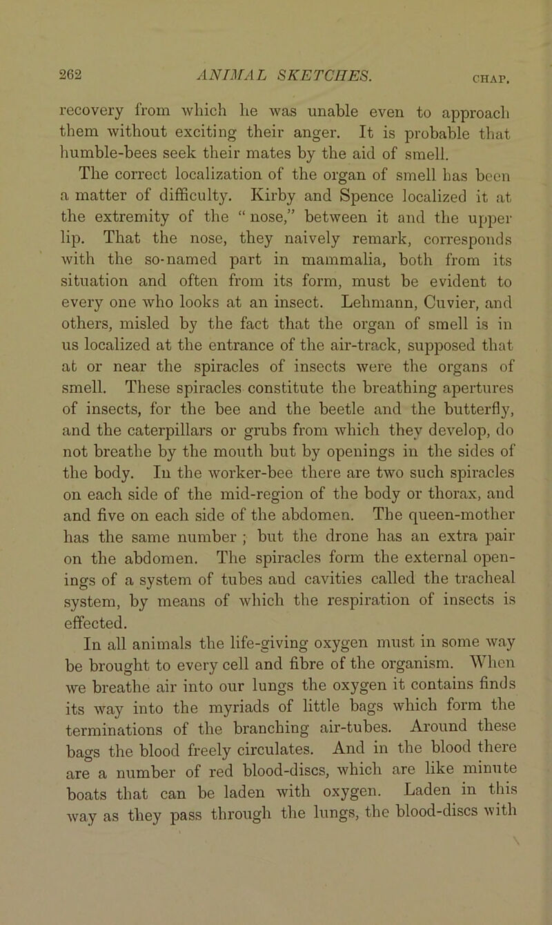 CHAP. recovery from which he was unable even to approach them without exciting their anger. It is probable that humble-bees seek their mates by the aid of smell. The correct localization of the organ of smell has been a matter of difficulty. Kirby and Spence localized it at the extremity of the “ nose,” between it and the upper lip. That the nose, they naively remark, corresponds with the so-named part in mammalia, both from its situation and often from its form, must be evident to every one who looks at an insect. Lehmann, Cuvier, and others, misled by the fact that the organ of smell is in us localized at the entrance of the air-track, supposed that at or near the spiracles of insects were the organs of smell. These spiracles constitute the breathing apertures of insects, for the bee and the beetle and the butterfly, and the caterpillars or grubs from which they develop, do not breathe by the mouth but by openings in the sides of the body. In the worker-bee there are two such spiracles on each side of the mid-region of the body or thorax, and and five on each side of the abdomen. The queen-mother has the same number ; but the drone has an extra pair on the abdomen. The spiracles form the external open- ings of a system of tubes aud cavities called the tracheal system, by means of which the respiration of insects is effected. In all animals the life-giving oxygen must in some way be brought to every cell and fibre of the organism. When we breathe air into our lungs the oxygen it contains finds its way into the myriads of little bags which form the terminations of the branching air-tubes. Around these bags the blood freely circulates. And in the blood there are a number of red blood-discs, which are like minute boats that can be laden with oxygen. Laden in this way as they pass through the lungs, the blood-discs with