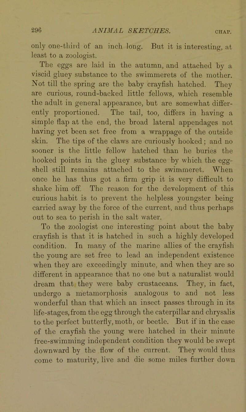 only one-third of an inch long. But it is interesting, at least to a zoologist. The eggs are laid in the autumn, and attached by a viscid gluey substance to the swimmerets of the mother. Not till the spring are the baby crayfish hatched. They are curious, round-backed little fellows, which resemble the adult in general appearance, but are somewhat differ- ently proportioned. The tail, too, differs in having a simple flap at the end, the broad lateral appendages not having yet been set free from a wrappage of the outside skin. The tips of the claws are curiously hooked ; and no sooner is the little fellow hatched than he buries the hooked points in the gluey substance by which the egg- shell still remains attached to the swimmeret. When once he has thus got a firm grip it is very difficult to shake him off. The reason for the development of this curious habit is to prevent the helpless youngster being carried away by the force of the current, and thus perhaps out to sea to perish in the salt water. To the zoologist one interesting point about the baby crayfish is that it is hatched in such a highly developed condition. In many of the marine allies of the crayfish the young are set free to lead an independent existence when they are exceedingly minute, and when they are so different in appearance that no one but a naturalist would dream that they were baby crustaceans. They, in fact, undergo a metamorphosis analogous to and not less wonderful than that which an insect passes through in its life-stages, from the egg through the caterpillar and chrysalis to the perfect butterfly, moth, or beetle. But if in the case of the crayfish the young were hatched in their minute free-swimming independent condition they would be swept downward by the flow of the current. They would thus come to maturity, live and die some miles further down