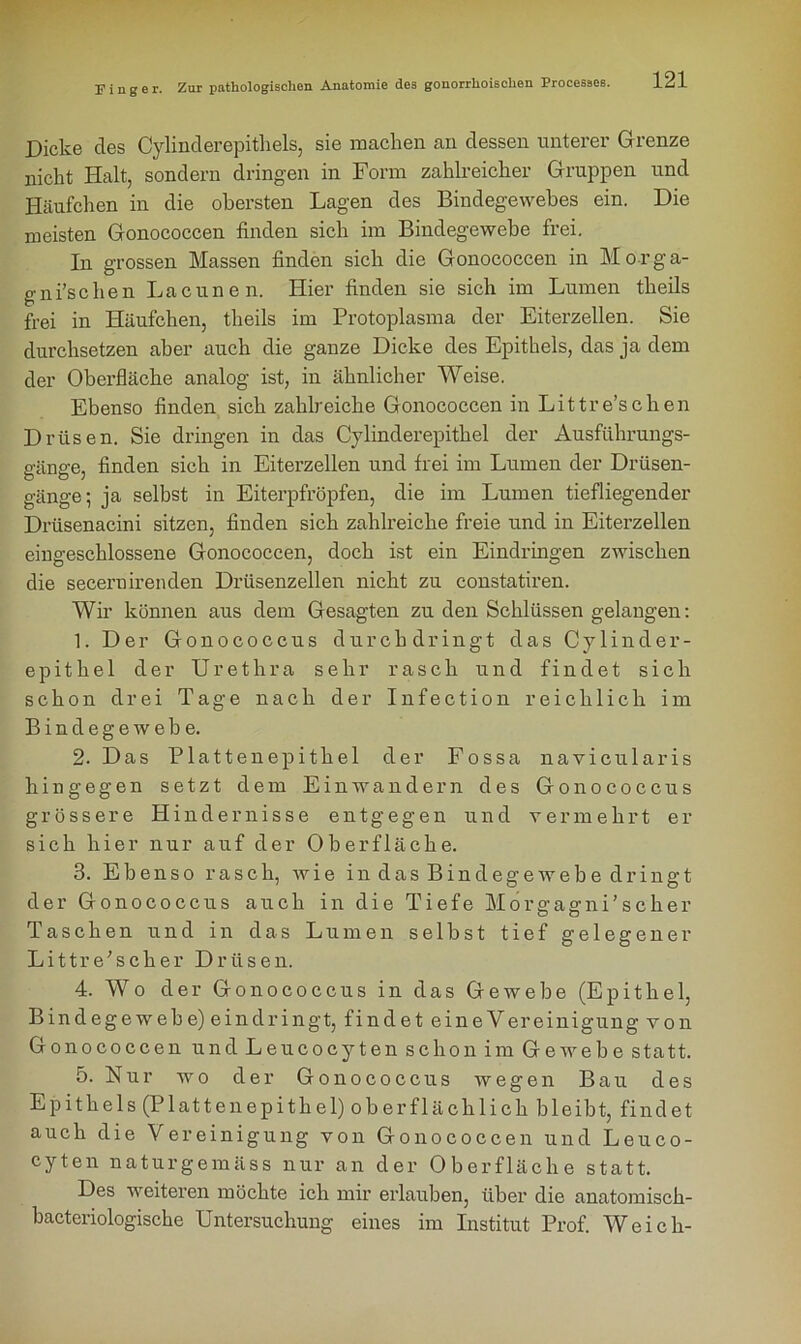 Dicke cles Cylinderepitliels, sie machen an dessen unterer Grenze nicht Halt, sondern dringen in Form zahlreicher Gruppen und Häufchen in die obersten Lagen des Bindegewebes ein. Die meisten Gonococcen finden sich im Bindegewebe frei. In grossen Massen finden sich die Gonococcen in Mo-rga- gnfischen Lacunen. Hier finden sie sich im Lumen theils frei in Häufchen, theils im Protoplasma der Eiterzellen. Sie durchsetzen aber auch die ganze Dicke des Epithels, das ja dem der Oberfläche analog ist, in ähnlicher Weise. Ebenso finden sich zahlreiche Gonococcen in Littre’schen Drüsen. Sie dringen in das Cylinderepithel der Ausführungs- gänge, finden sich in Eiterzellen und frei im Lumen der Drüsen- gänge; ja selbst in Eiterpfropfen, die im Lumen tiefliegender Drüsenacini sitzen, finden sich zahlreiche freie und in Eiterzellen eingeschlossene Gonococcen, doch ist ein Eindringen zwischen die secernirenden Drüsenzellen nicht zu constatiren. Wir können aus dem Gesagten zu den Schlüssen gelangen: 1. Der Gonococcus durchdringt das Cylinder- epithel der Urethra sehr rasch und findet sich schon drei Tage nach der Infection reichlich im Bindegewebe. 2. Das Plattenepithel der Fossa navicularis hingegen setzt dem Ein wandern des Gonococcus grössere Hindernisse entgegen und vermehrt er sich hier nur auf der Oberfläche. 3. Ebenso rasch, wie in das Bind ege webe dringt der Gonococcus auch in die Tiefe Morgagni’scher Taschen und in das Lumen seihst tief gelegener Litt re’scher Drüsen. 4. Wo der Gonococcus in das Gewebe (Epithel, Bindegewebe) eindringt, findet eineVereinigung von Gonococcen und Leucocyten schon im Ge webe statt. 5. Nur wo der Gonococcus wegen Bau des Epithels (Plattenepithel) oberflächlich bleibt, findet auch die Vereinigung von Gonococcen und Leuco- cyten naturgemäss nur an der Oberfläche statt. Des weiteren möchte ich mir erlauben, über die anatomisch- bacteriologische Untersuchung eines im Institut Prof. Weich-